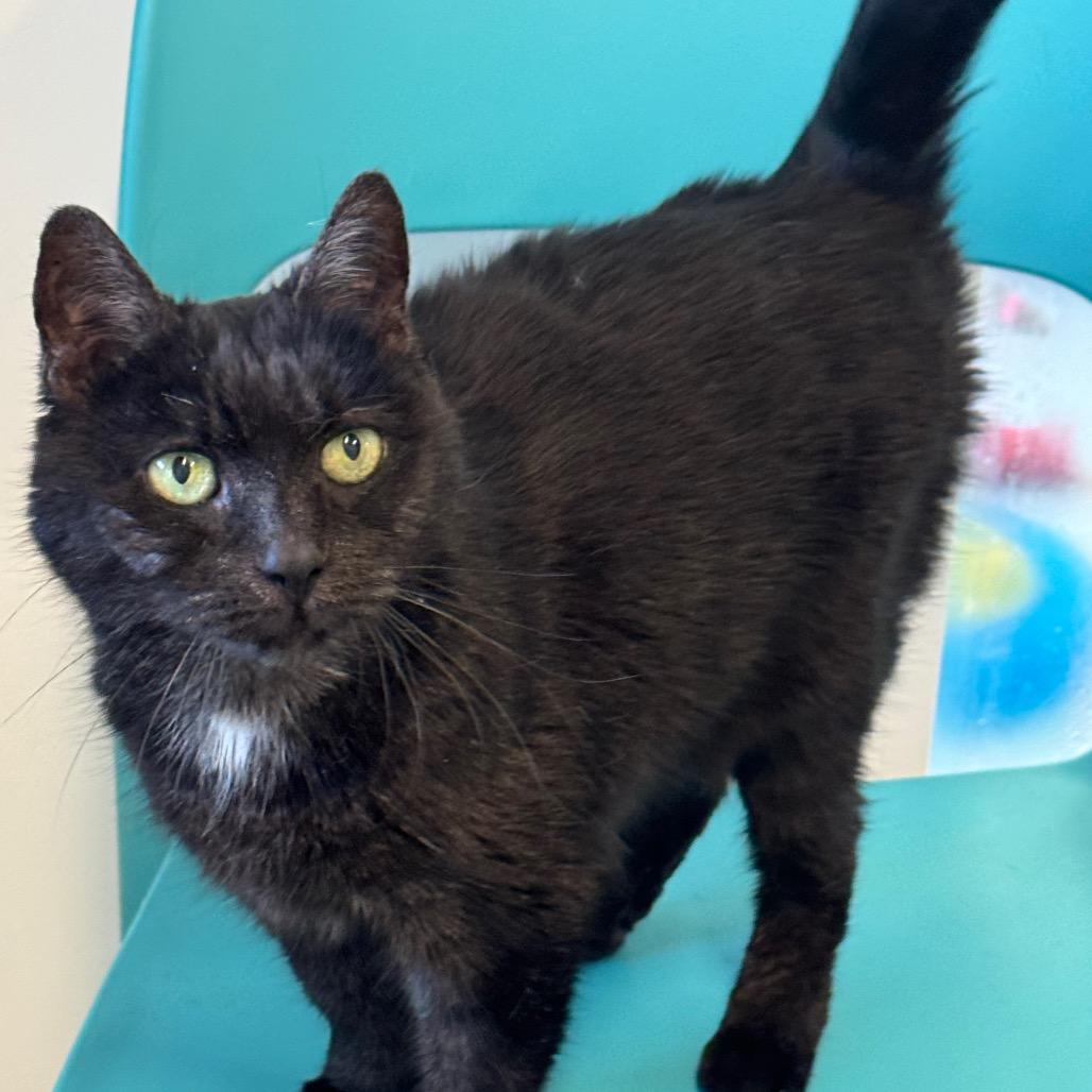 Enlarge Fiona, a Adoptable Domestic Short Hair in Wheeling, IL image 2/6