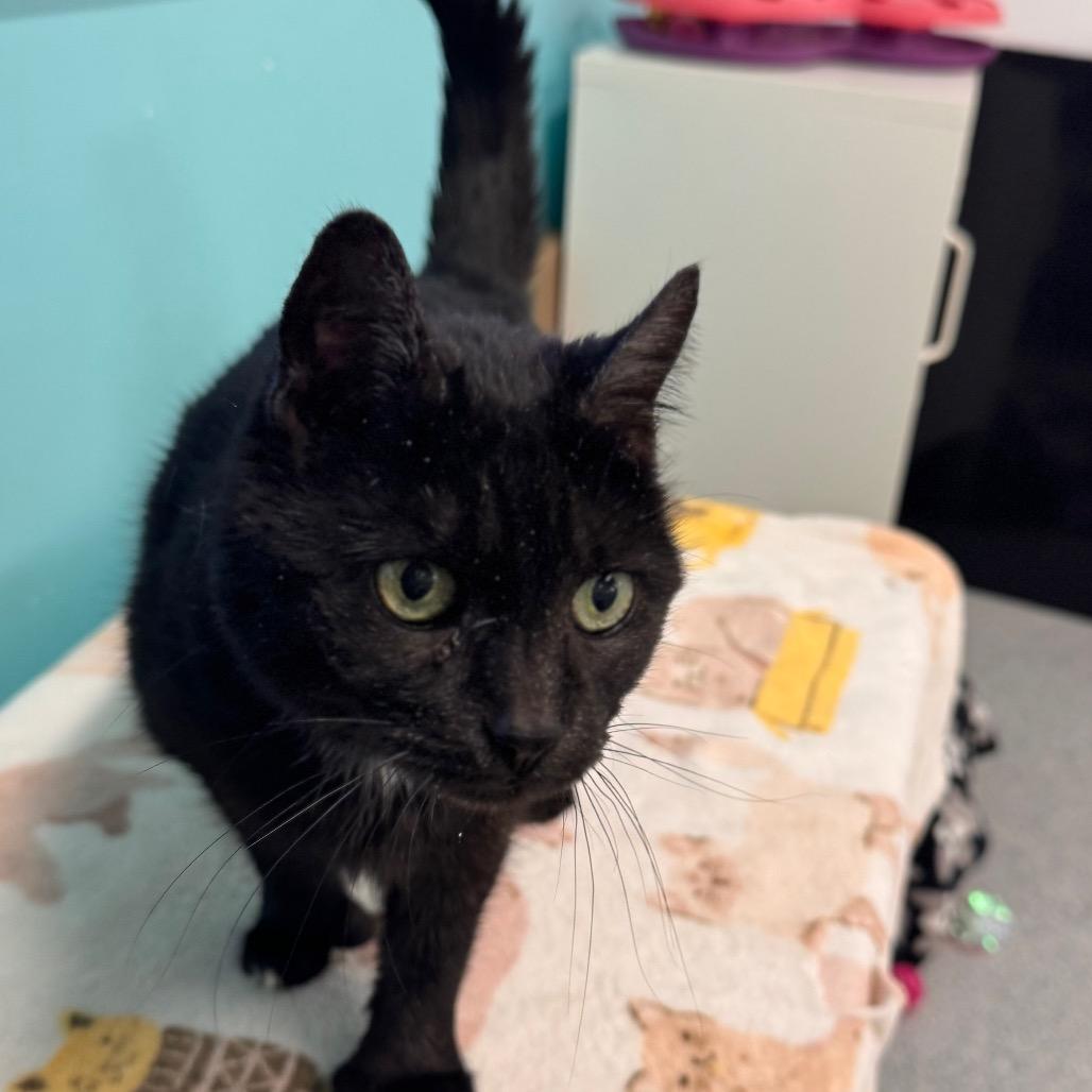 Enlarge Fiona, a Adoptable Domestic Short Hair in Wheeling, IL image 3/6