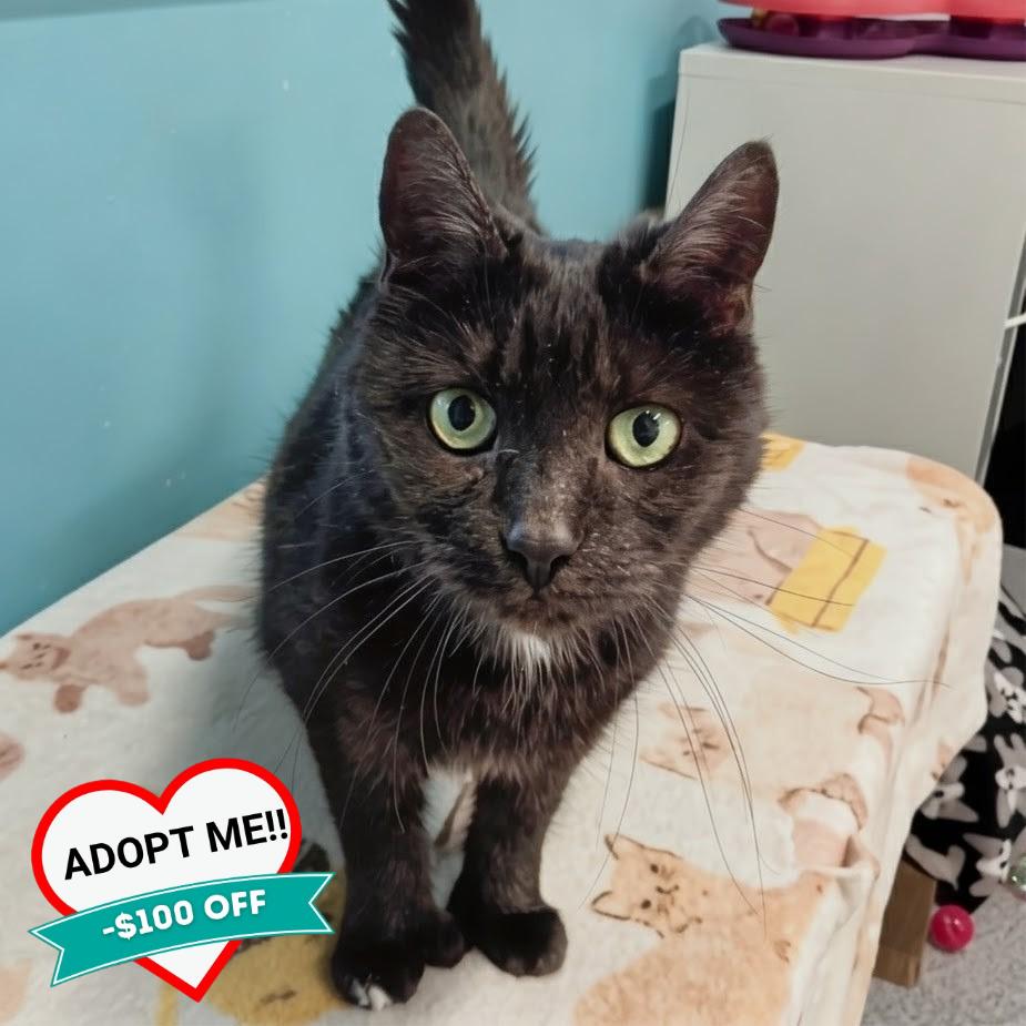 Enlarge Fiona, a Adoptable Domestic Short Hair in Wheeling, IL image 4/6
