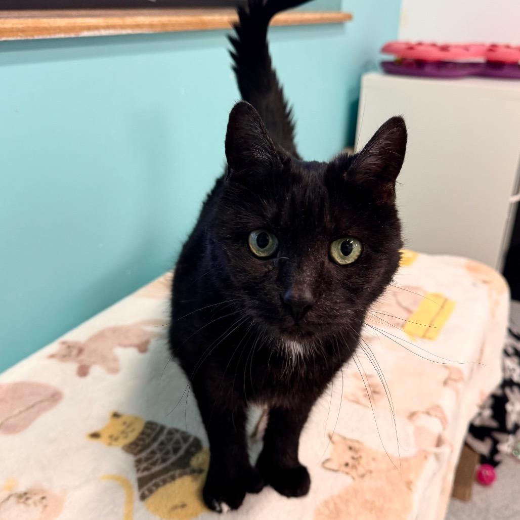 Enlarge Fiona, a Adoptable Domestic Short Hair in Wheeling, IL image 5/6