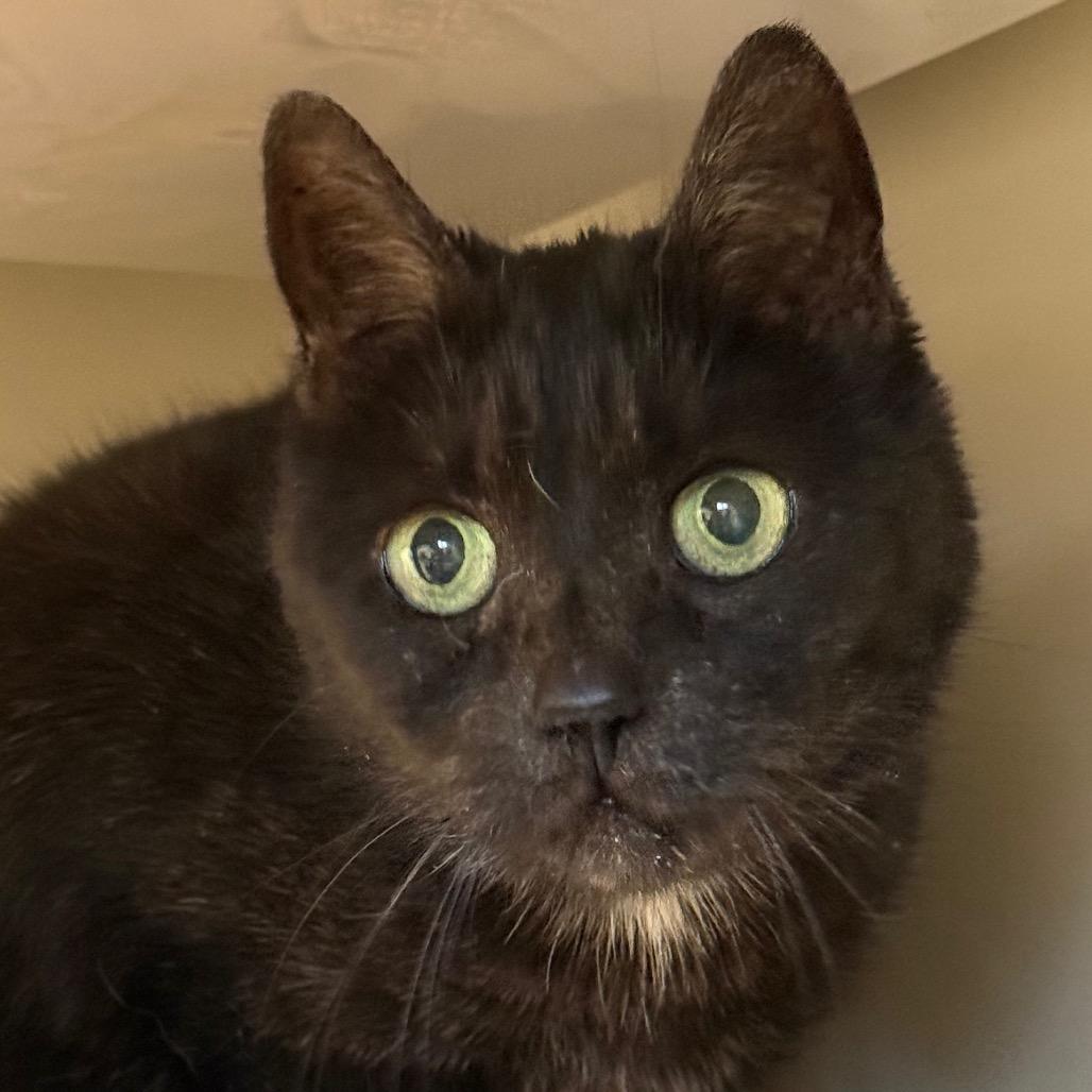 Enlarge Fiona, a Adoptable Domestic Short Hair in Wheeling, IL image 6/6