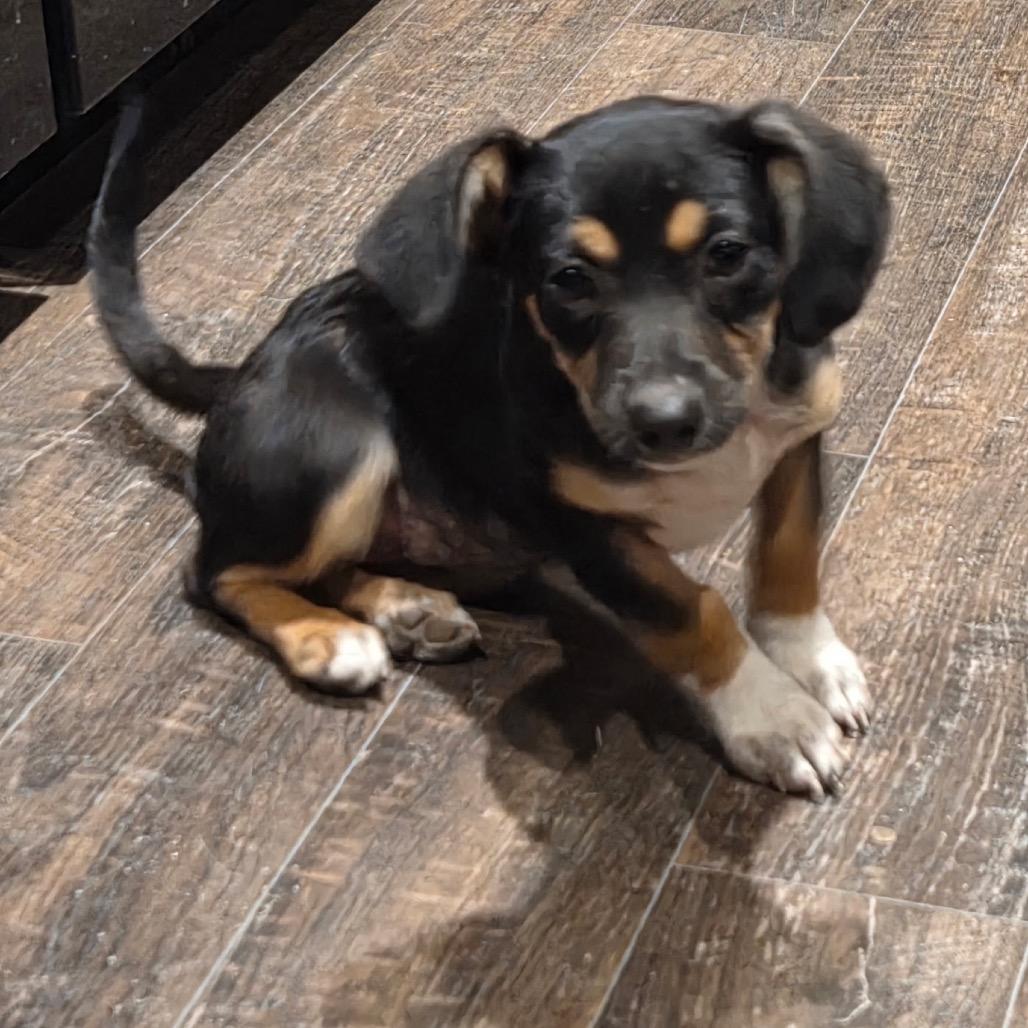 Enlarge Jay, an adopted Mixed Breed in Anderson, TX image 1/1
