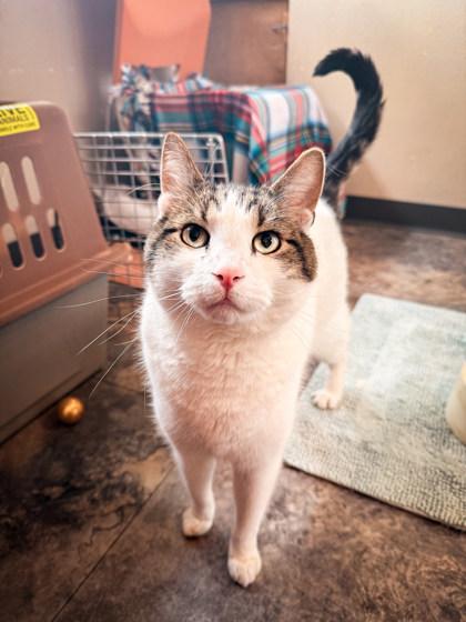 Enlarge Kharjo, a ADOPTABLE Domestic Short Hair in Missoula, MT image 1/1