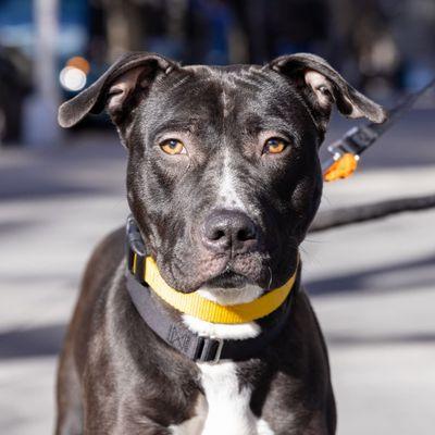 Godfrey, Adoptable, Adult Male Mixed Breed.