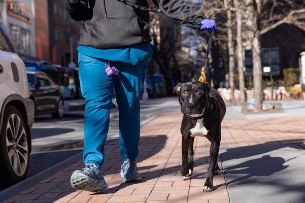 Godfrey, Adoptable, Adult Male Mixed Breed.