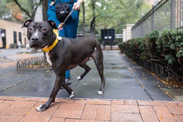 Godfrey, a Adoptable Mixed Breed in New York, NY image 3/3
