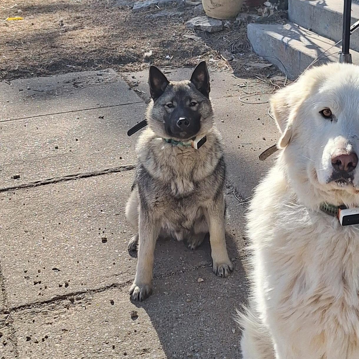 Enlarge Rue- PENDING, a Adopted Norwegian Elkhound in Caledonia, MN image 3/3