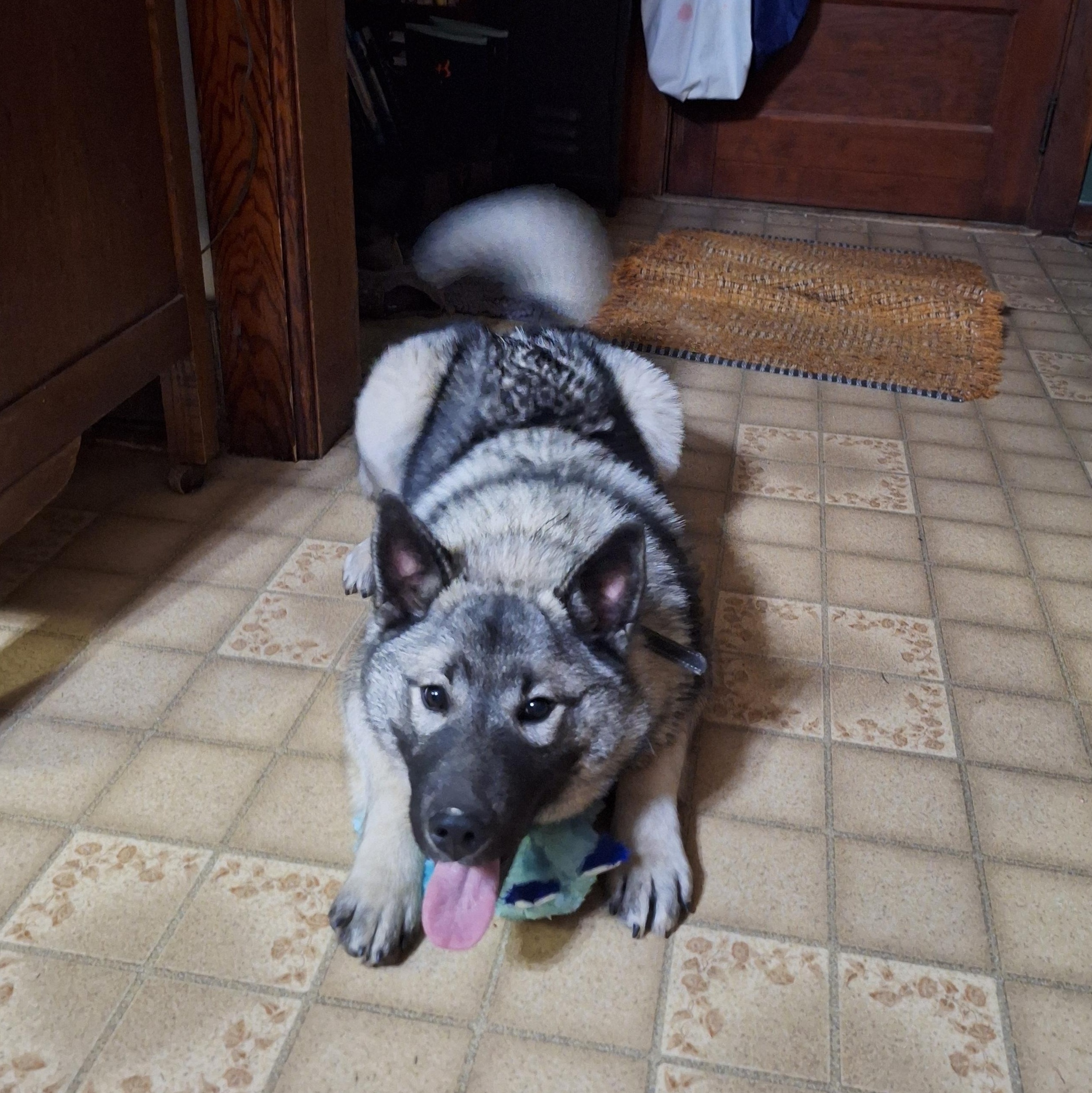 Enlarge Rue- PENDING, a Adopted Norwegian Elkhound in Caledonia, MN image 1/3