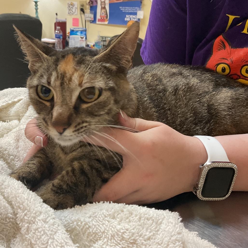 Vendler, Adoptable, Adult Female Domestic Short Hair.