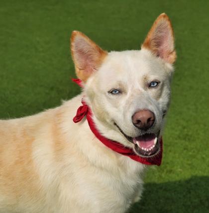 Jaybird, Adoptable, Adult Male Siberian Husky & Mixed Breed.