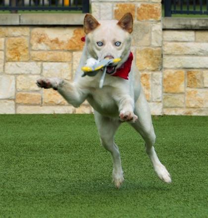 Enlarge Jaybird, a Adoptable mixed breed in North Richland Hills, TX image 2/3