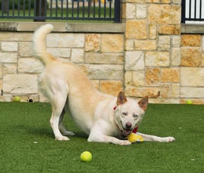 Enlarge Jaybird, a Adoptable mixed breed in North Richland Hills, TX image 3/3