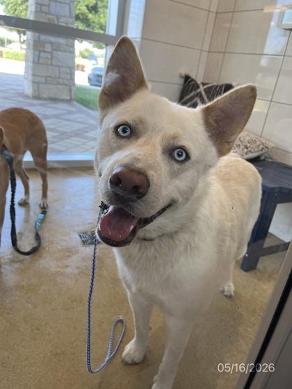 Jaybird, Adoptable, Adult Male Siberian Husky & Mixed Breed.