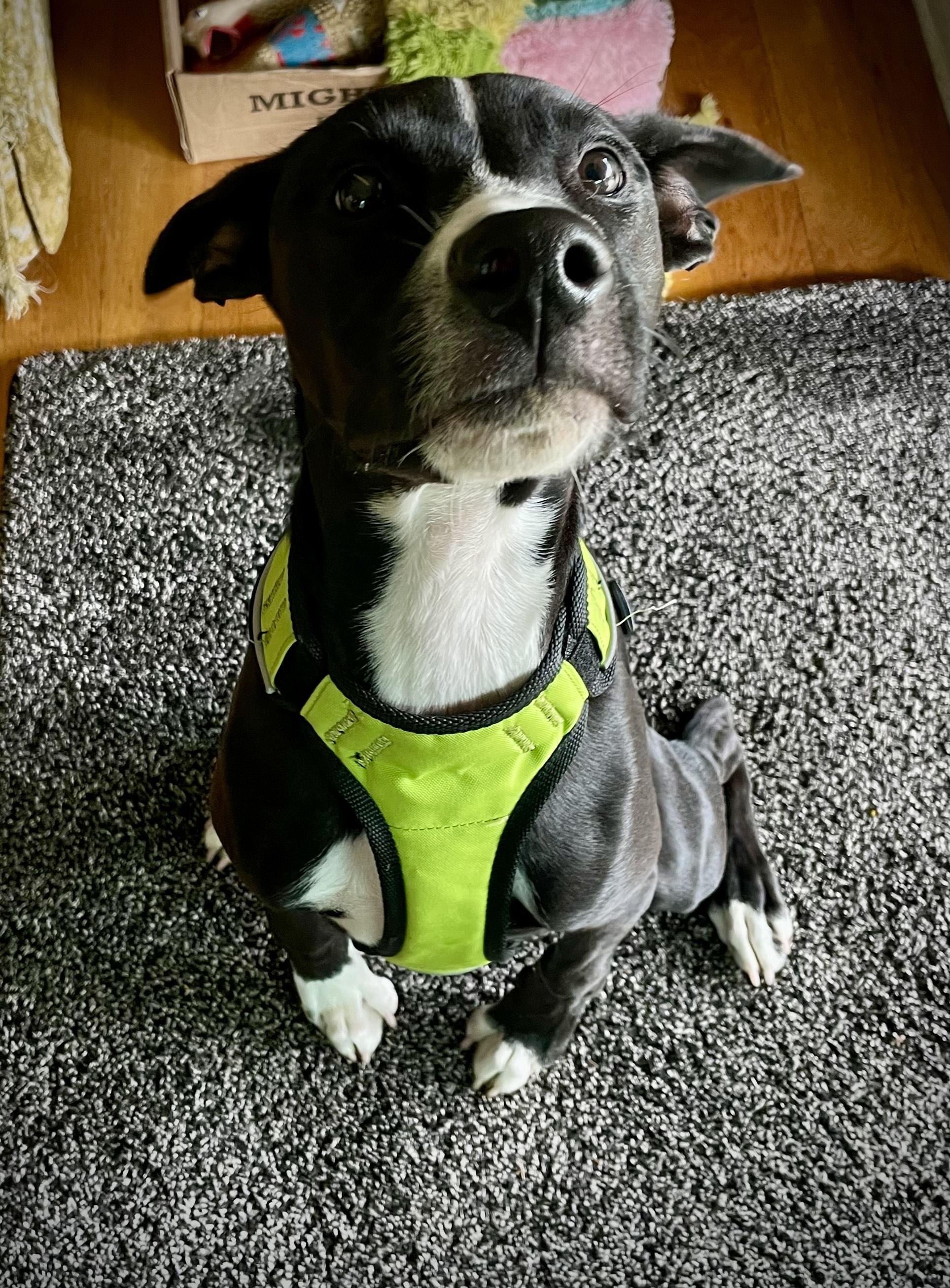 Enlarge JJ, a Adopted mixed breed in Monson, MA image 4/4