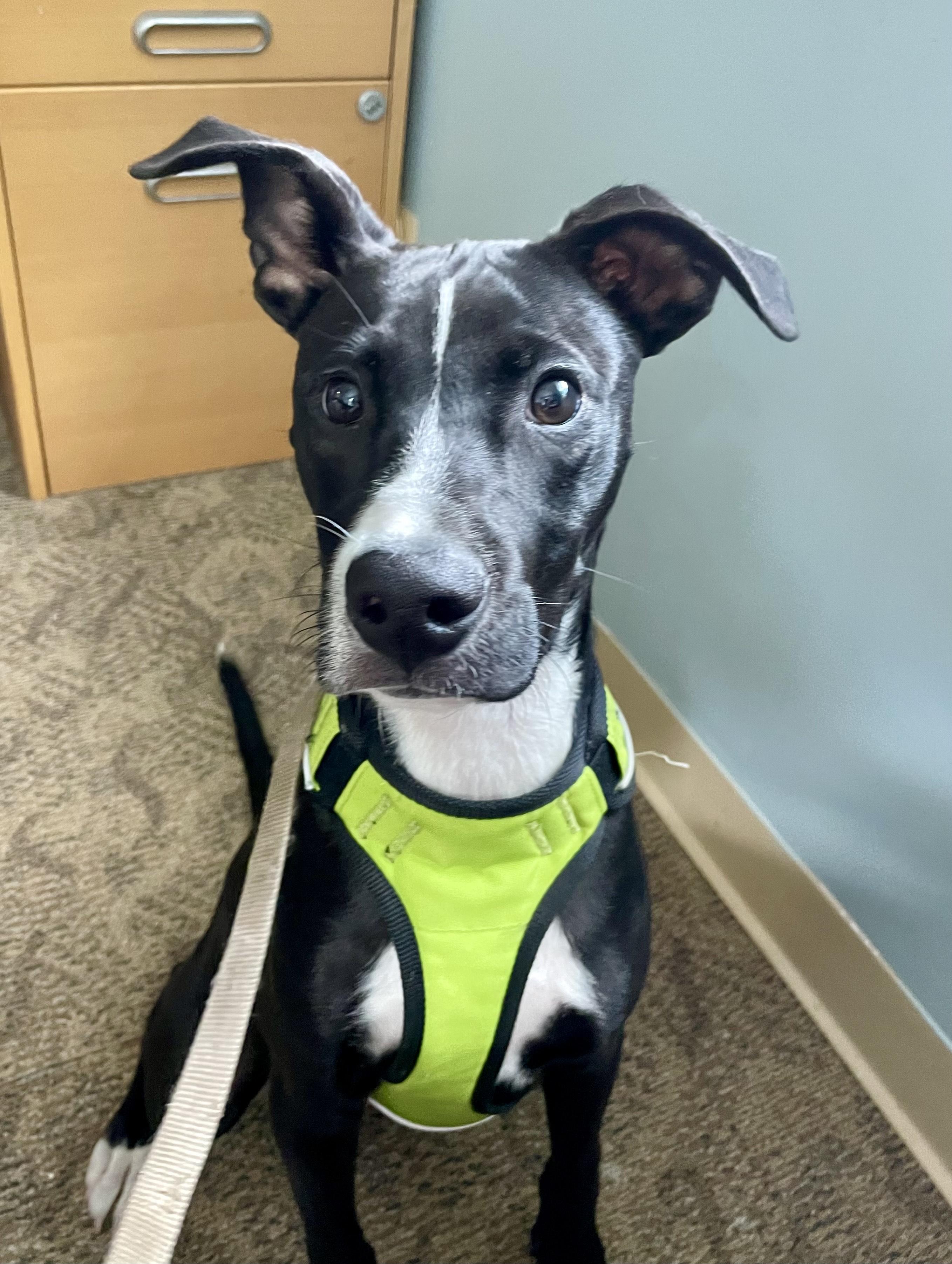 JJ, Adopted, Young Male Australian Cattle Dog / Blue Heeler & Labrador Retriever.