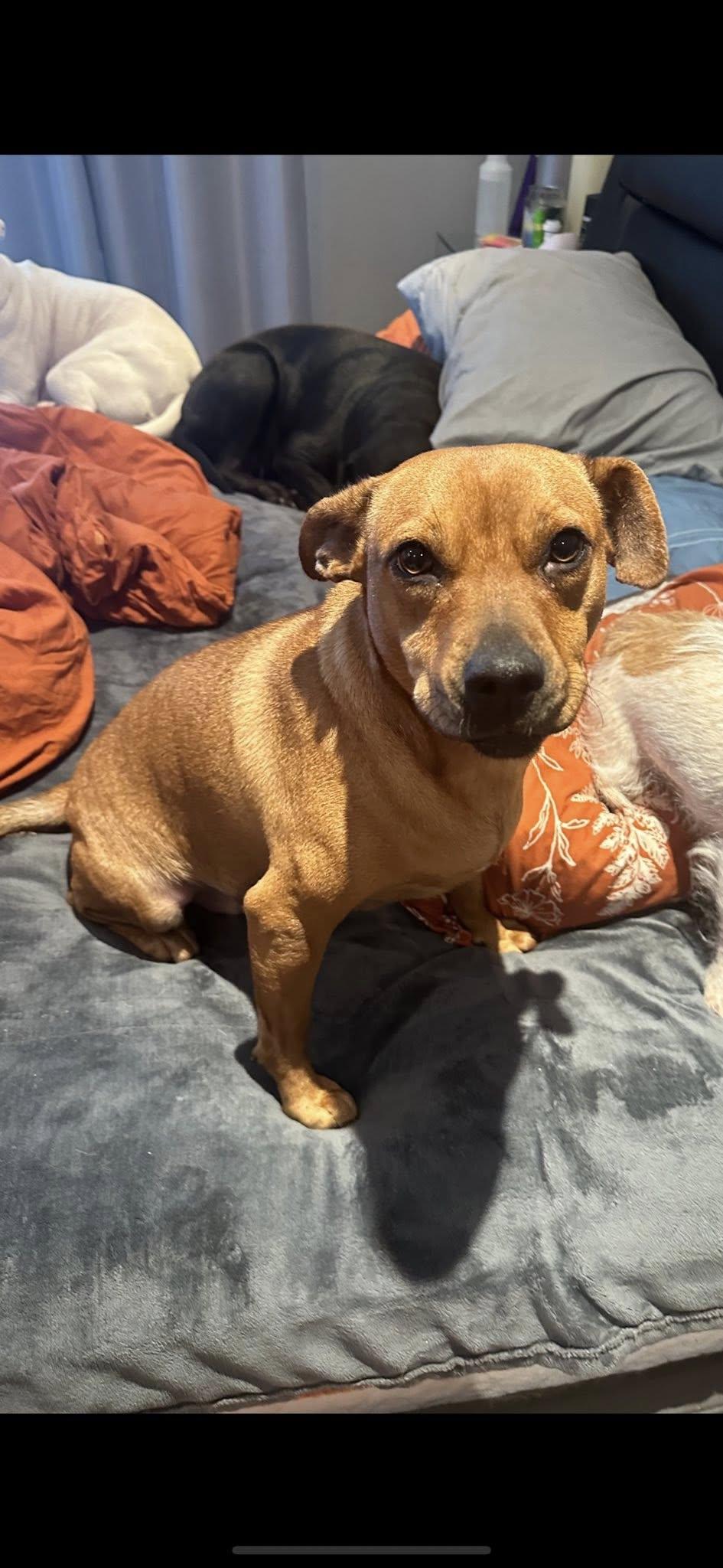 Enlarge Elana, a Adoptable mixed breed in Union Beach, NJ image 1/2