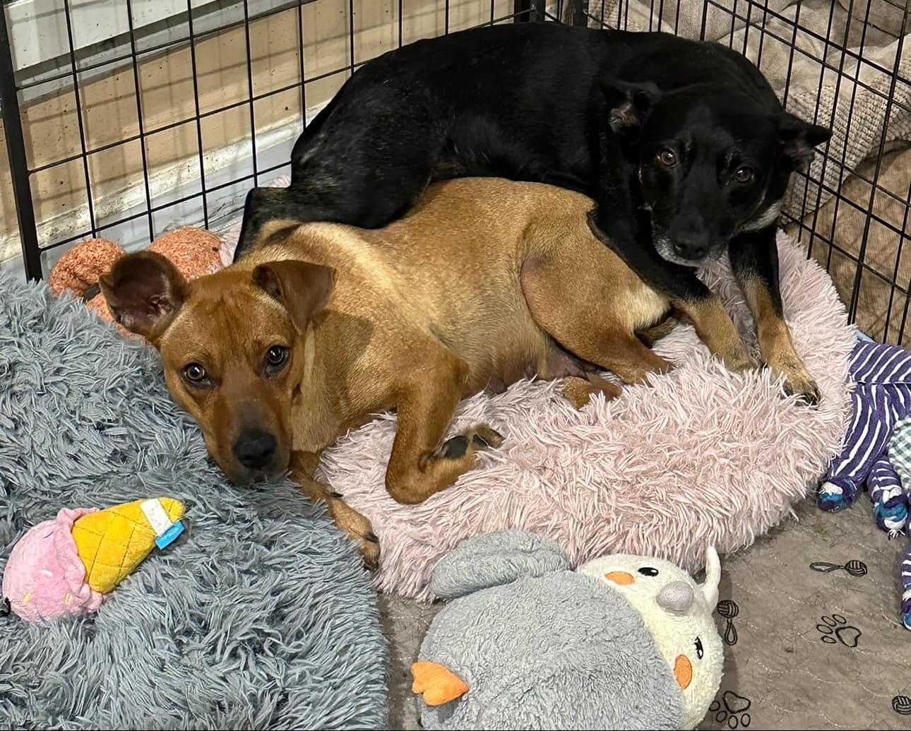 Enlarge Elana, a Adoptable mixed breed in Union Beach, NJ image 2/2