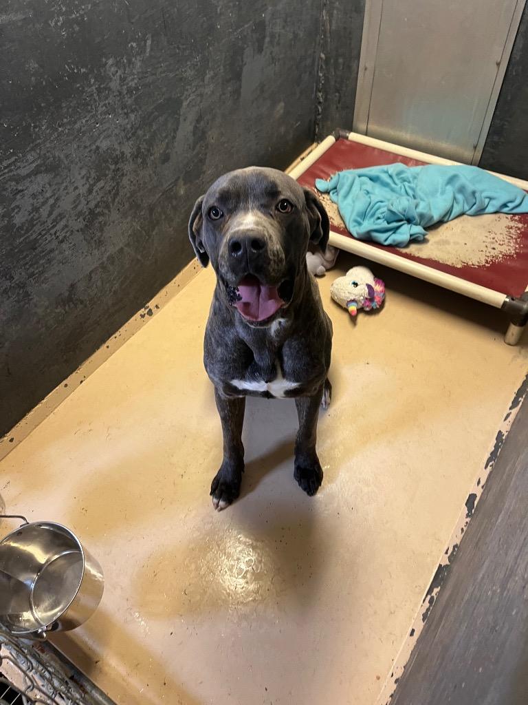 Le-Bone James, Adoptable, Adult Male Cane Corso.