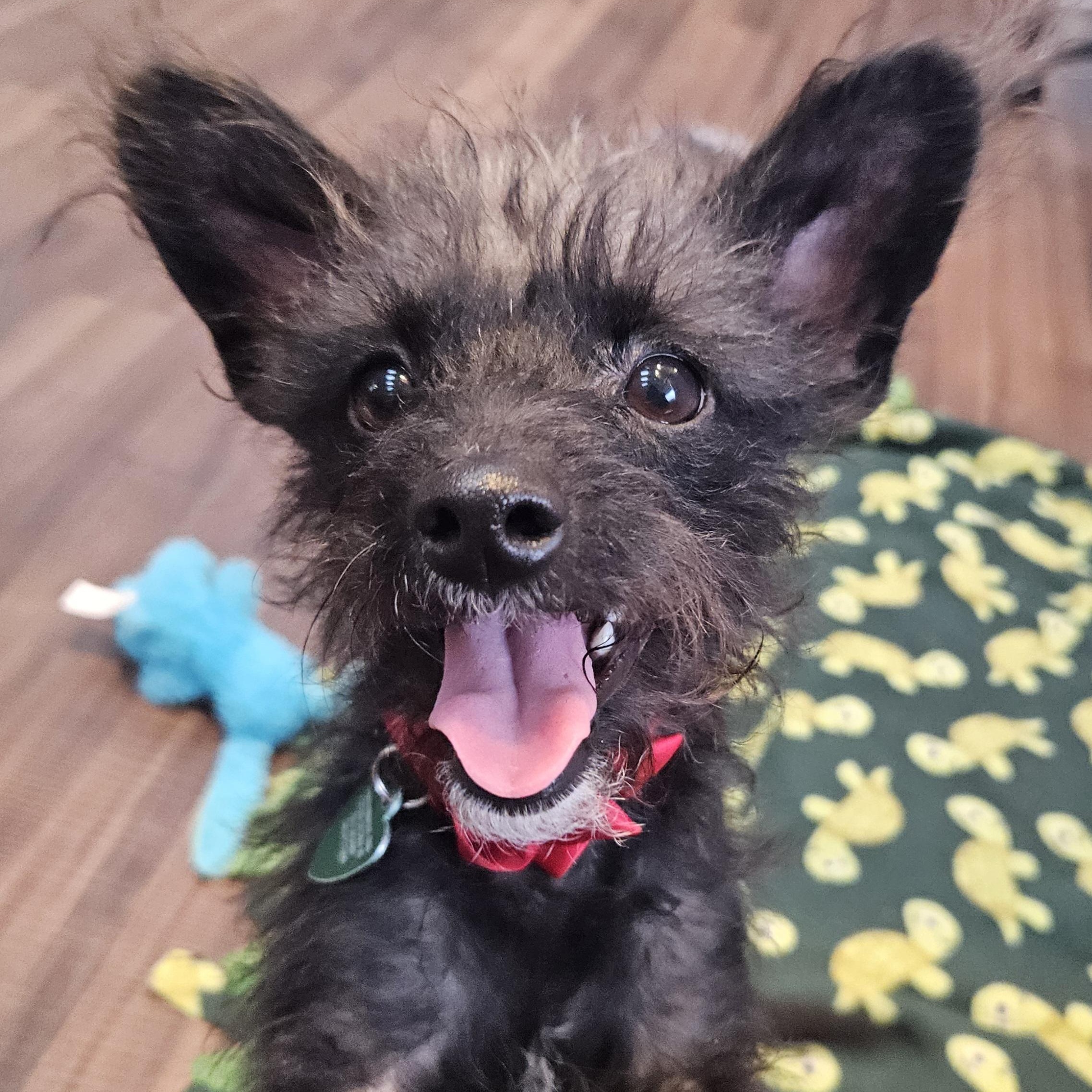 Enlarge Frannie (the Fruit Bat!), a Adoptable mixed breed in Livonia, MI image 2/6