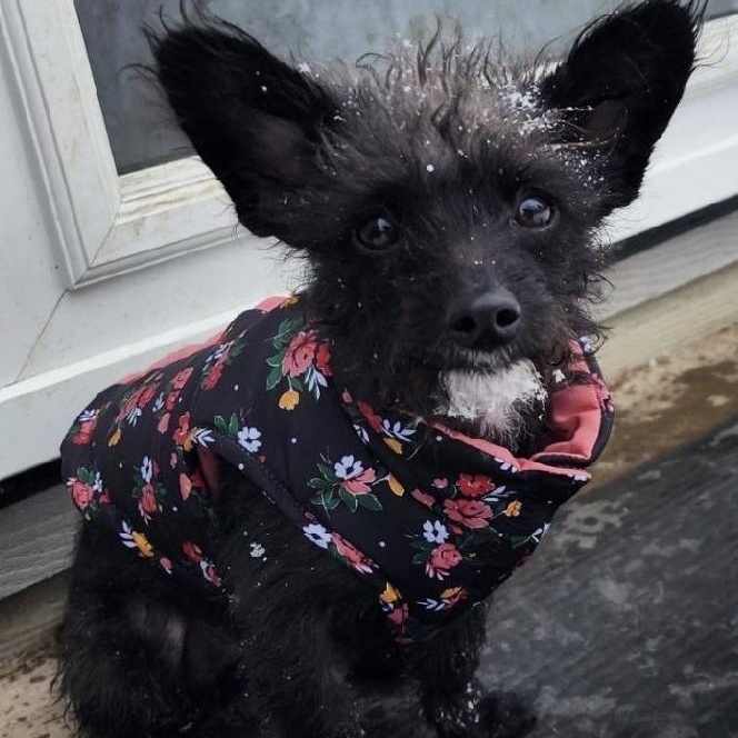 Enlarge Frannie (the Fruit Bat!), a Adoptable mixed breed in Livonia, MI image 1/6