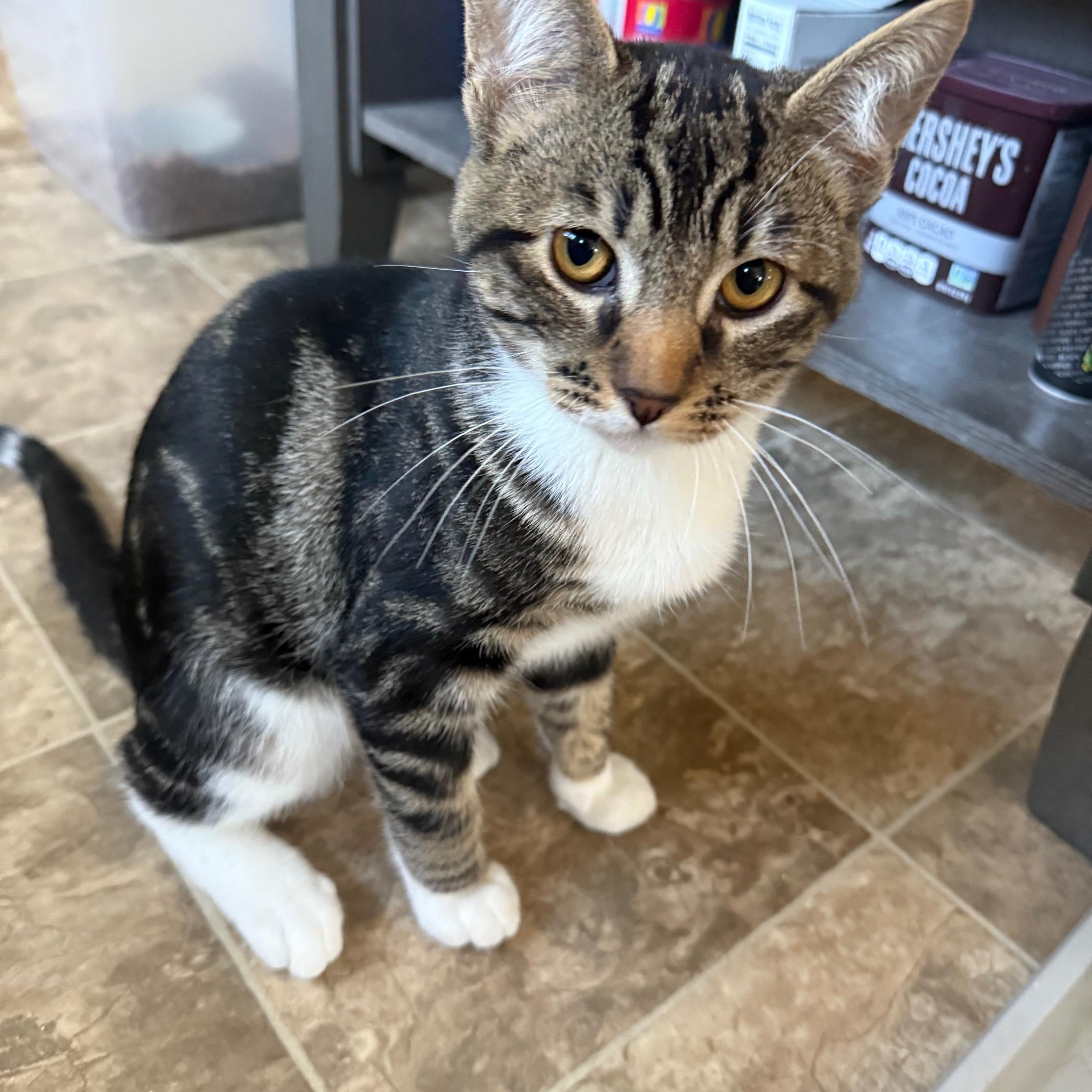 Tiny Tim, adopted, Kitten Male Domestic Short Hair.