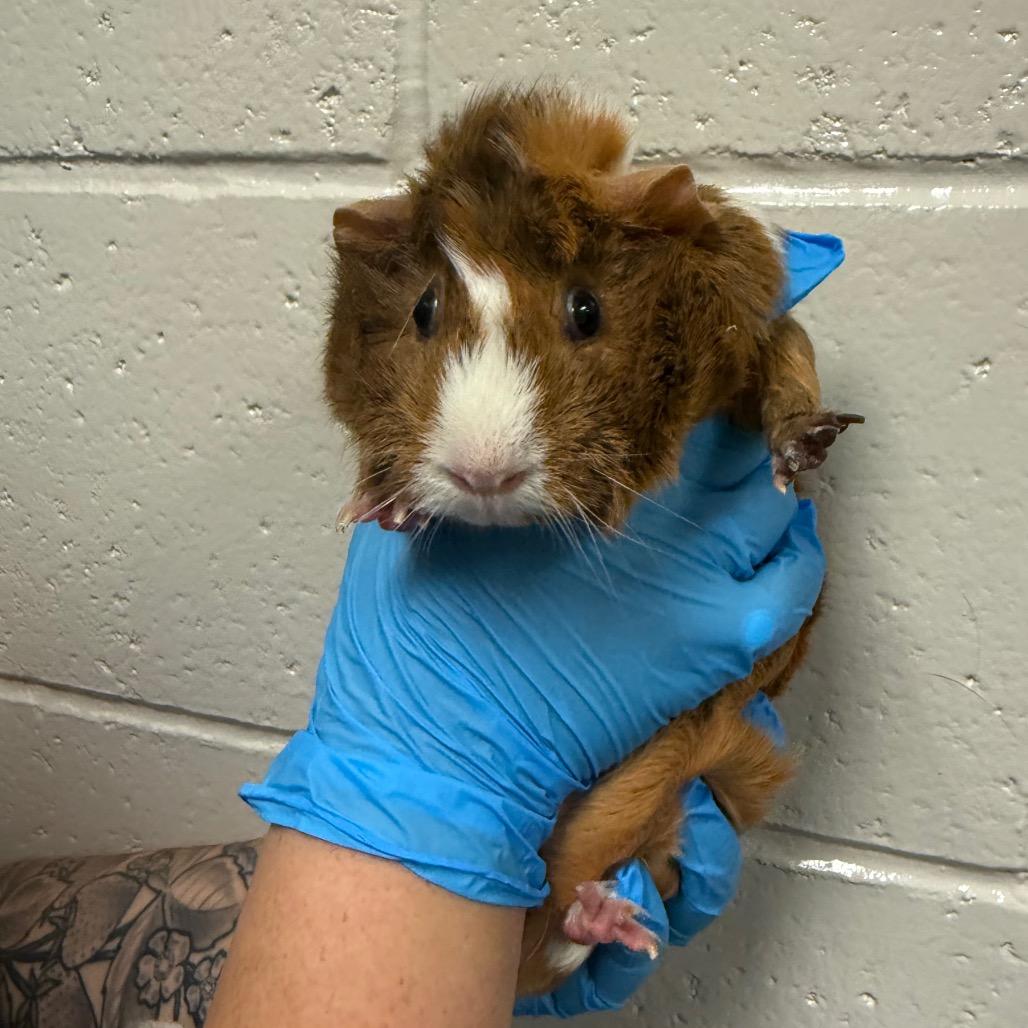 Diva, Adoptable, Adult Female Guinea Pig.