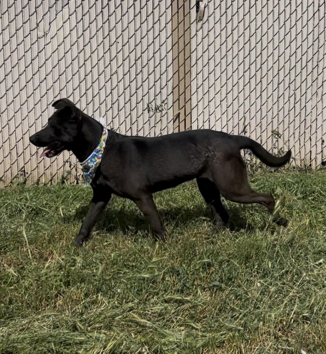 Enlarge Adelina, a Adoptable mixed breed in Woodland, CA image 3/3