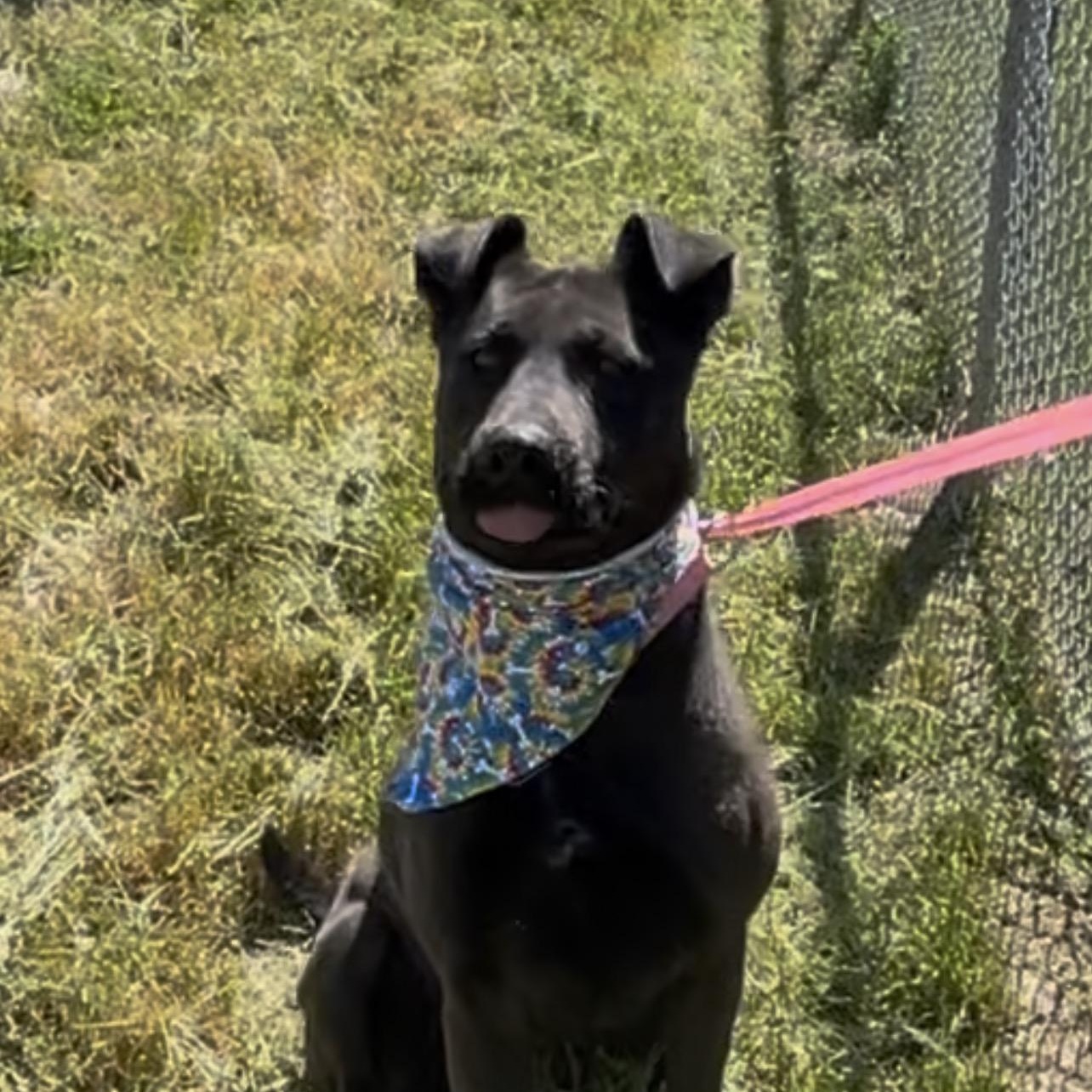 Enlarge Adelina, a Adoptable mixed breed in Woodland, CA image 2/3