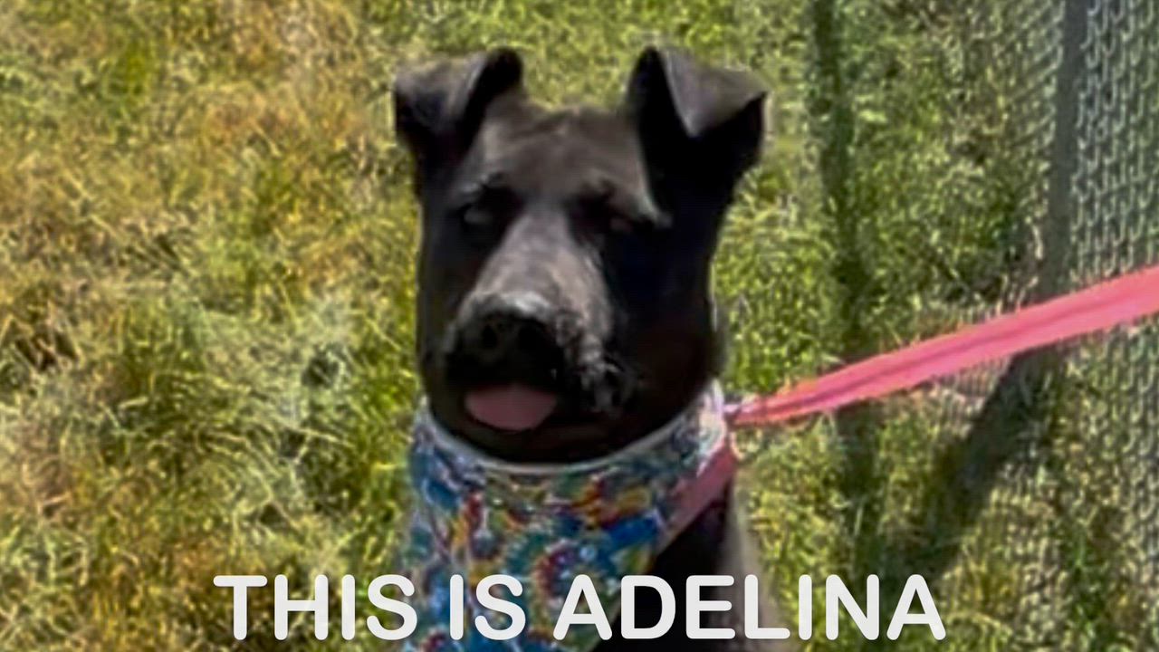 Enlarge Adelina, a Adoptable mixed breed in Woodland, CA video 1/3