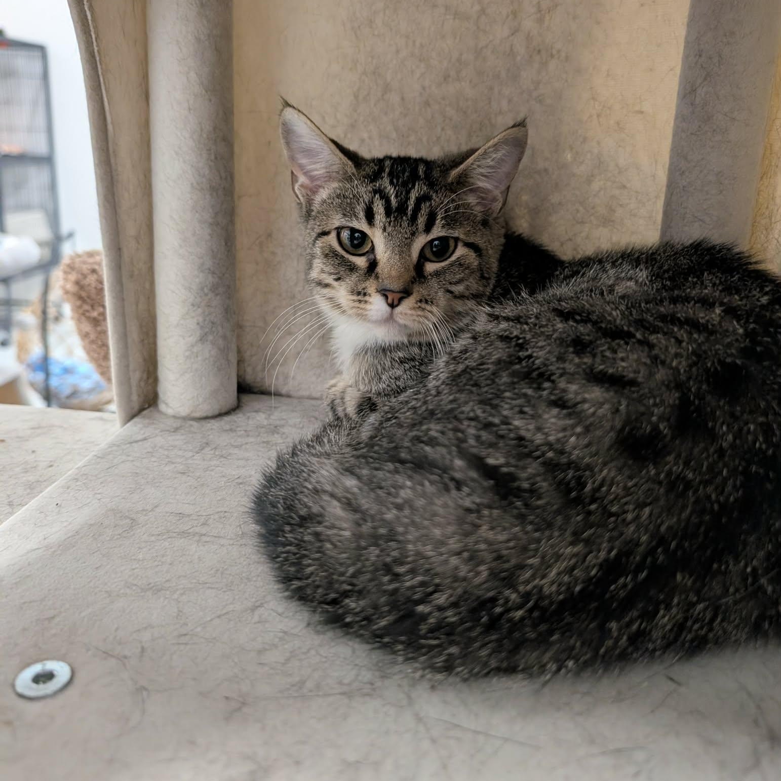Enlarge Cynthia, a Adoptable Domestic Short Hair in West Palm Beach, FL image 1/2