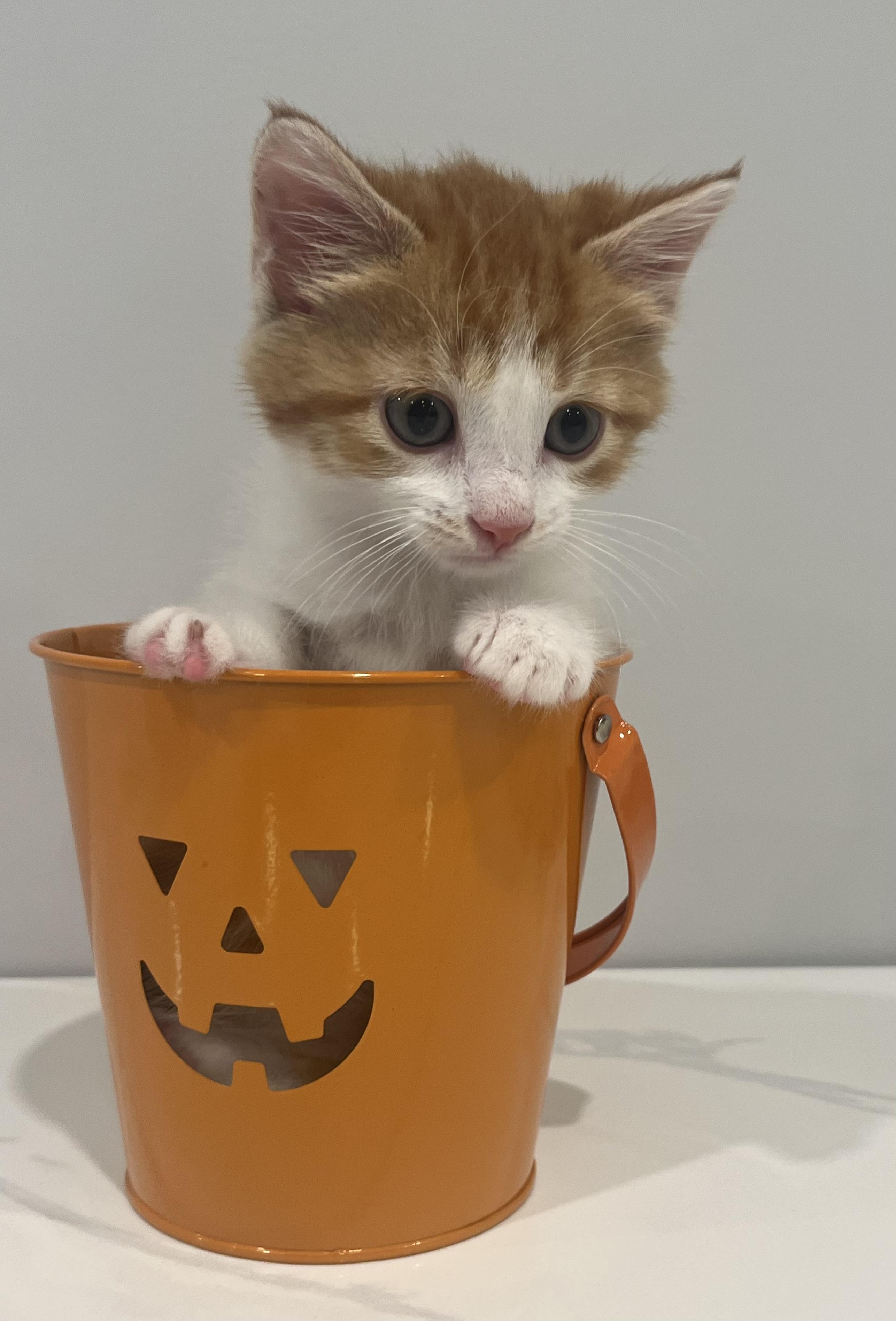 Taylor, a Adoptable Domestic Short Hair in Chicago, IL image 5/5