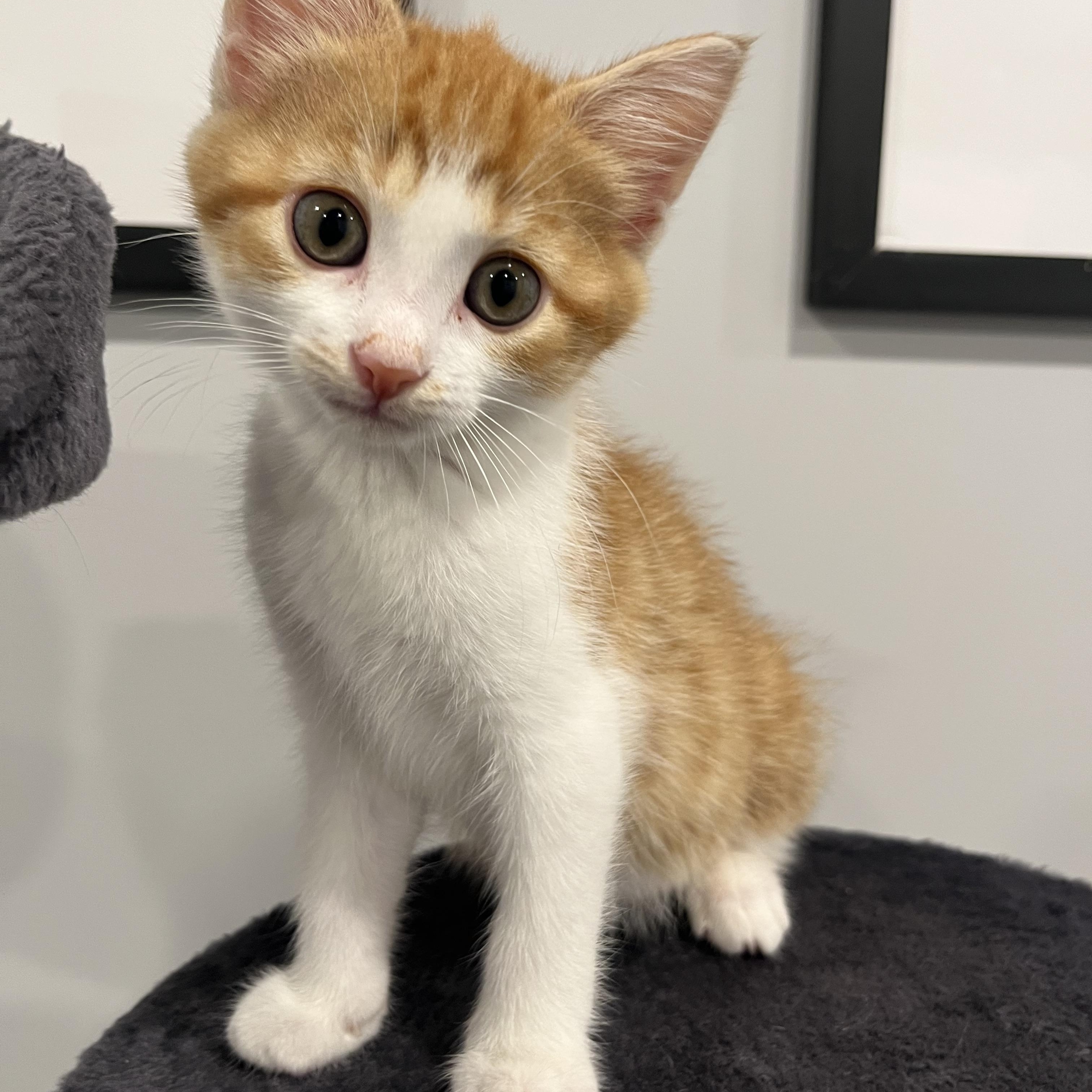 Taylor, Adoptable, Young Female Domestic Short Hair.