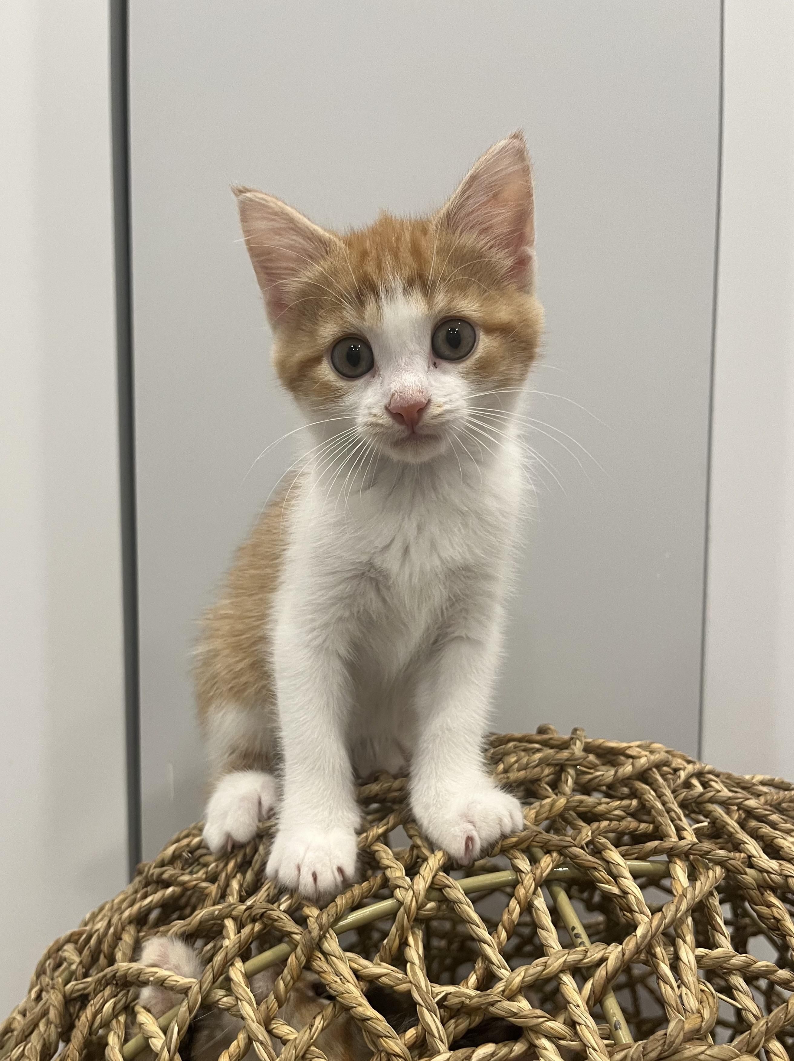 Taylor, a Adoptable Domestic Short Hair in Chicago, IL image 2/5