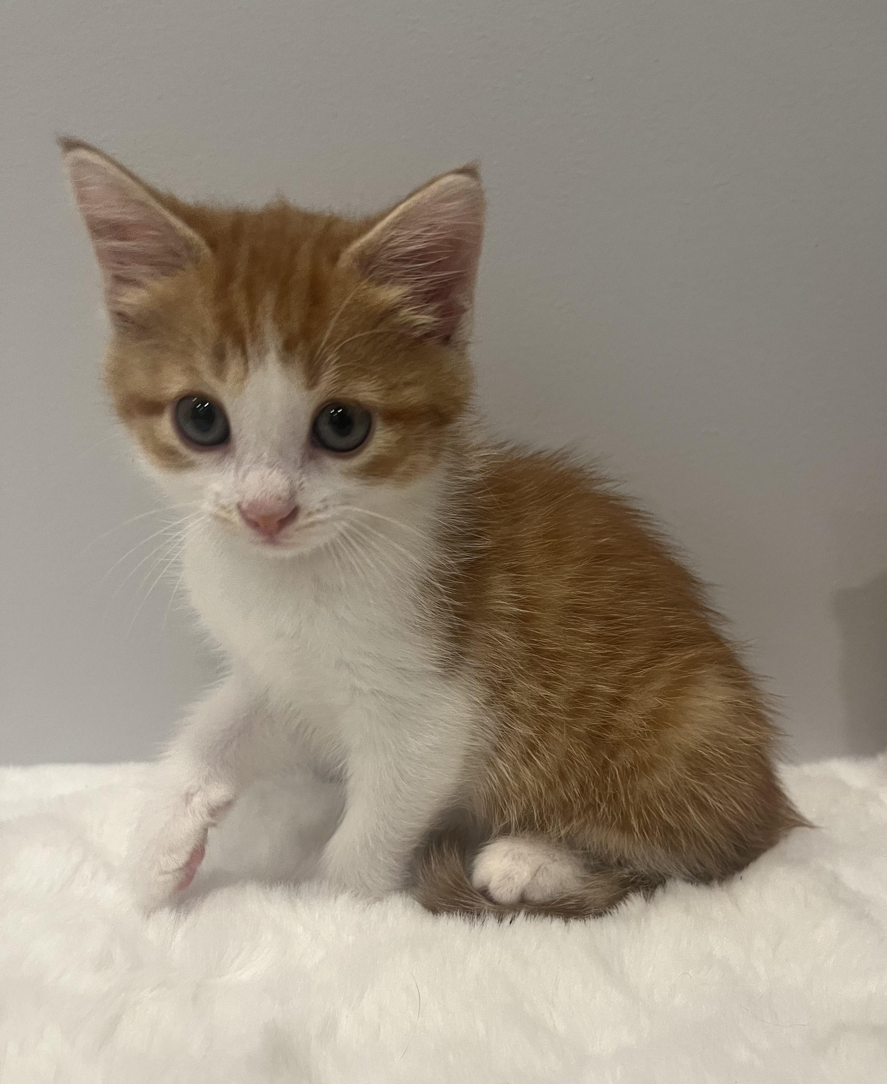 Taylor, a Adoptable Domestic Short Hair in Chicago, IL image 4/5