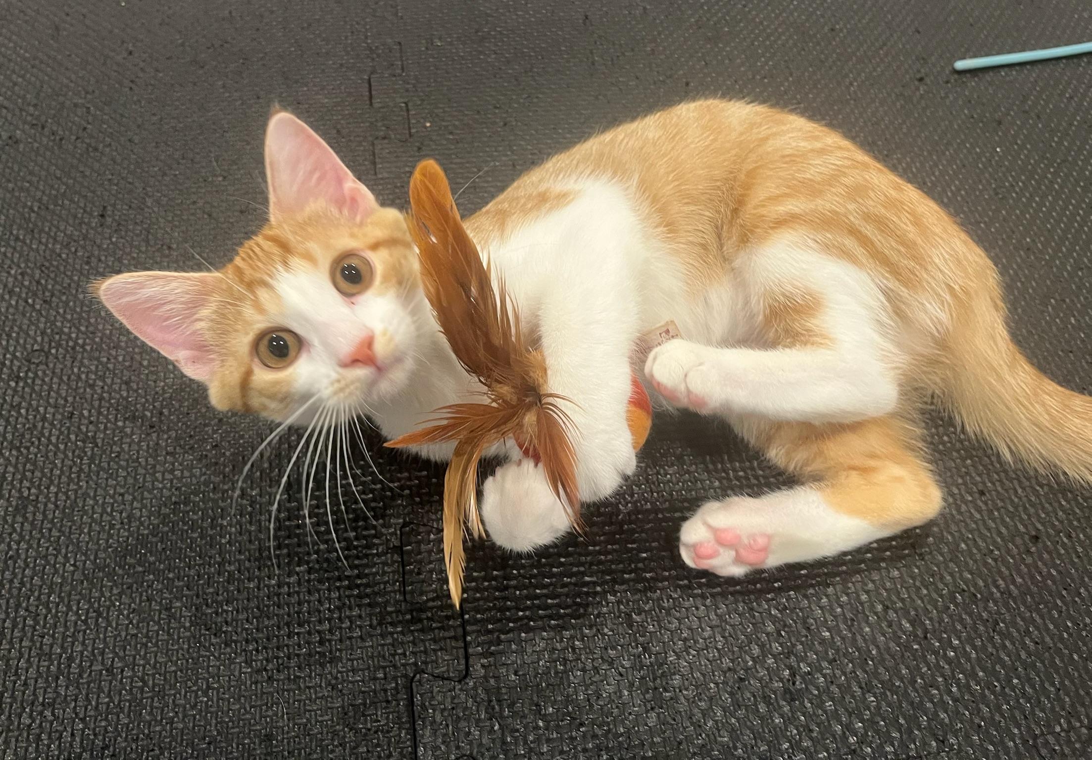 Taylor, Adoptable, Young Female Domestic Short Hair.