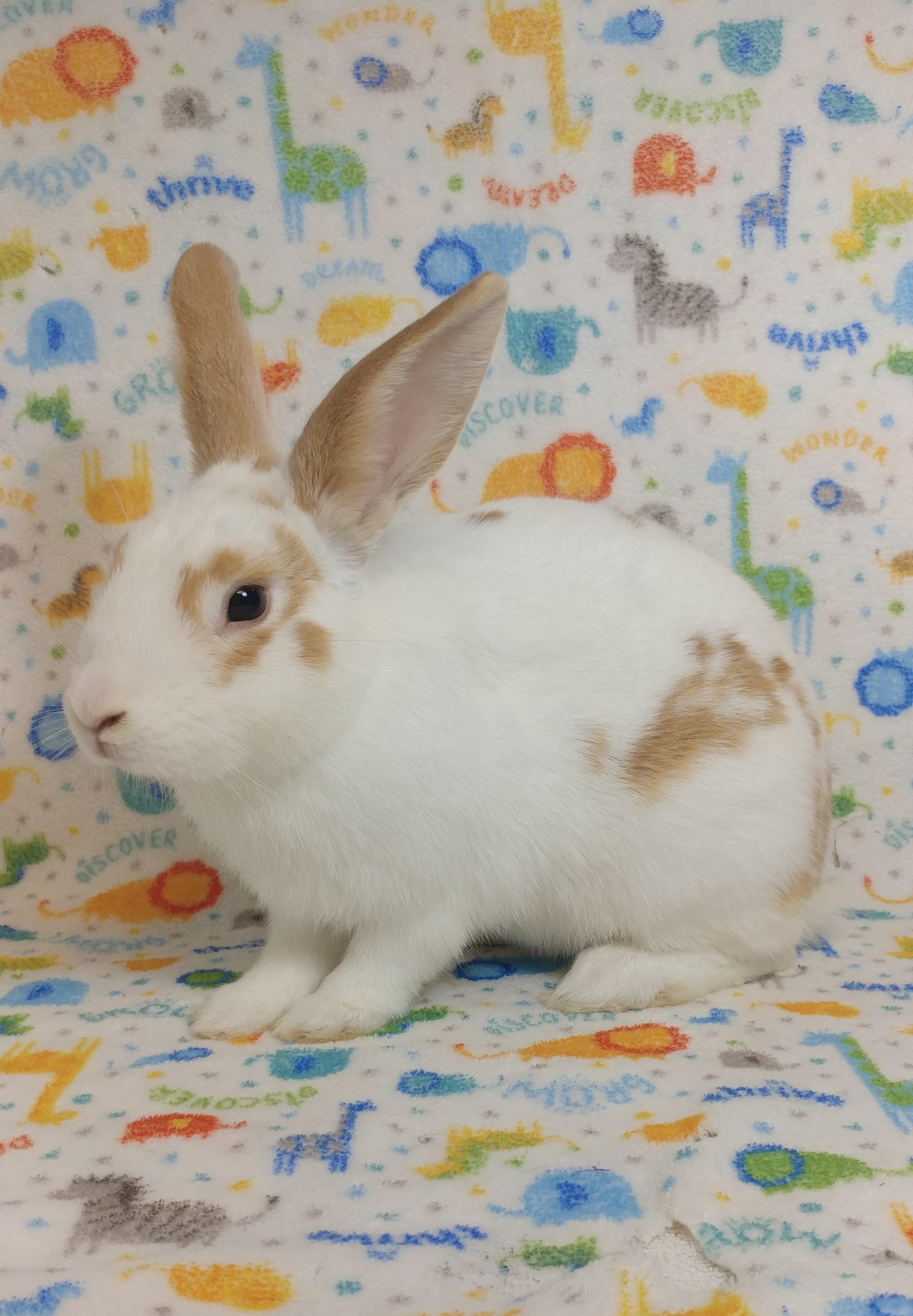 Enlarge Cromwell, an adopted English Spot in Lake Elsinore, CA image 2/6