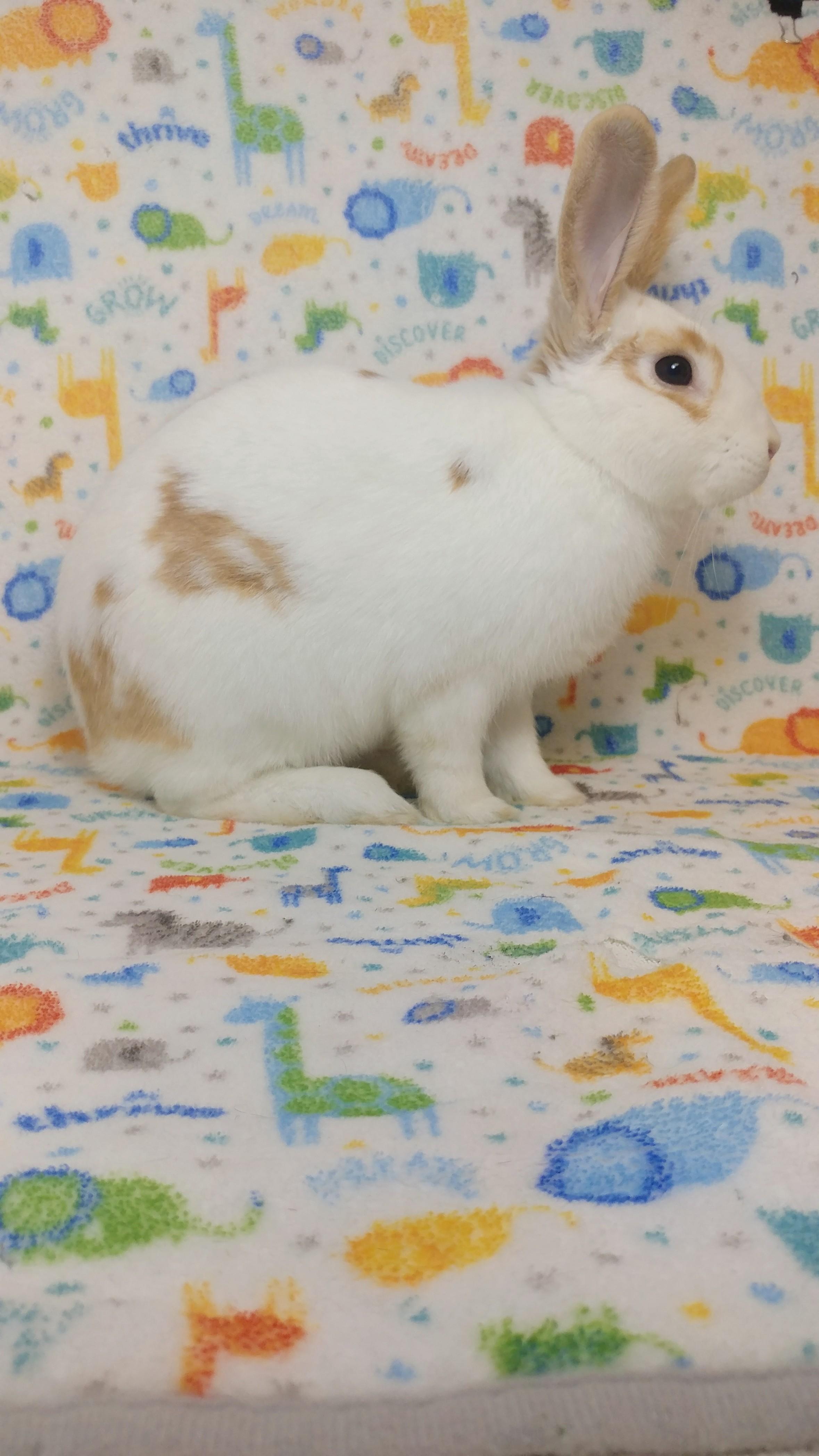 Enlarge Cromwell, an adopted English Spot in Lake Elsinore, CA image 3/6