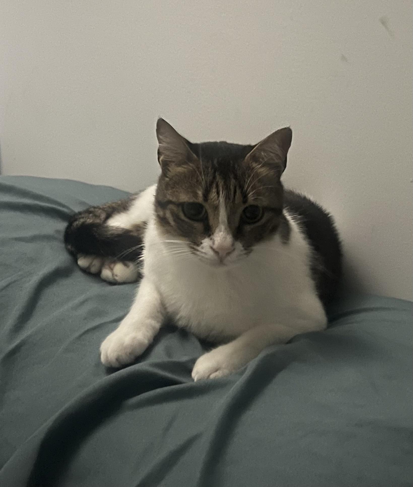 Figgy, Adoptable, Young Female Domestic Short Hair.