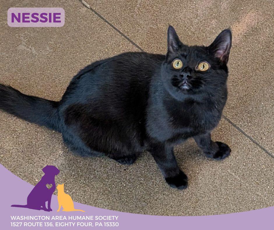 Nessie, ADOPTABLE, Young Female Domestic Short Hair.