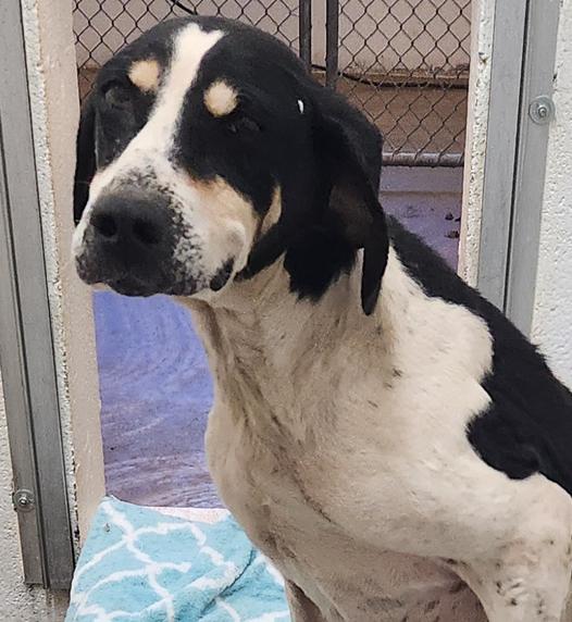 Homer, Adoptable, Adult Male Hound.