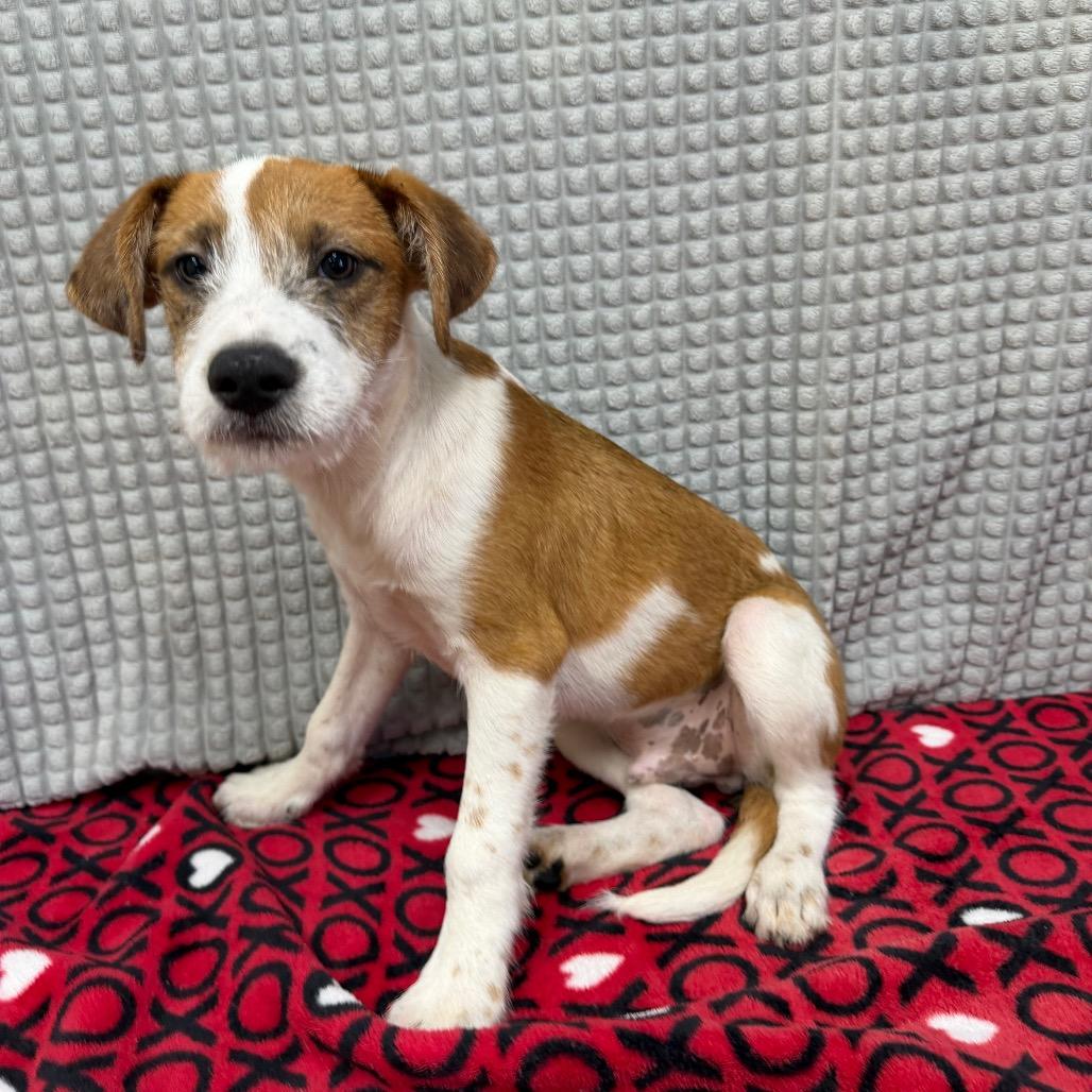 Lex, Adoptable, Puppy Male Wirehaired Terrier & Hound.