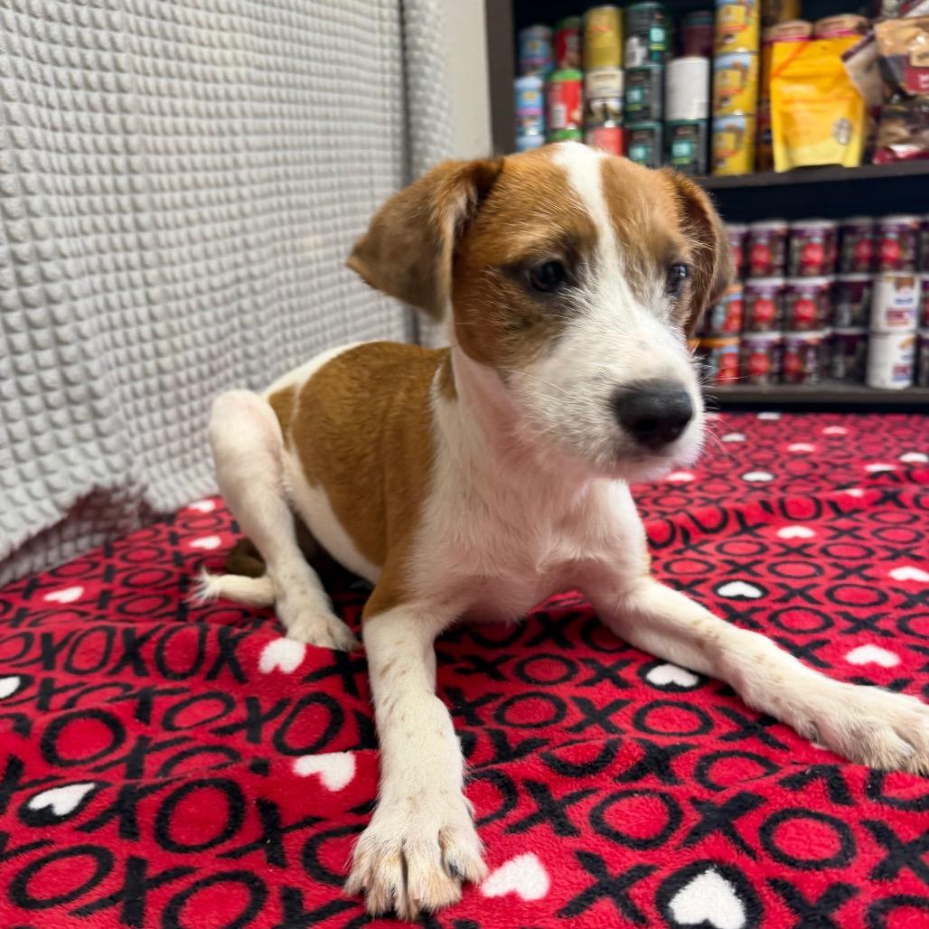 Lex, a Adoptable mixed breed in Bryan, TX image 3/5