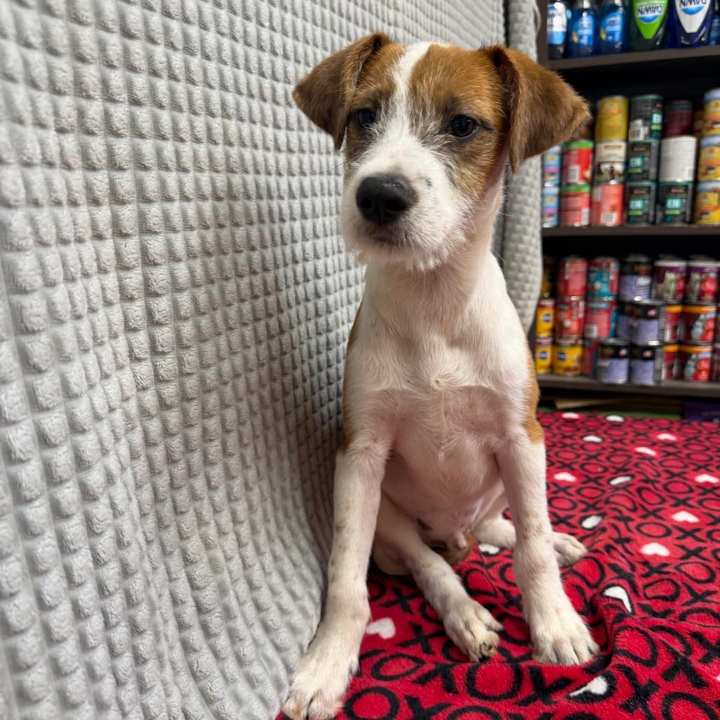 Lex, a Adoptable mixed breed in Bryan, TX image 4/5
