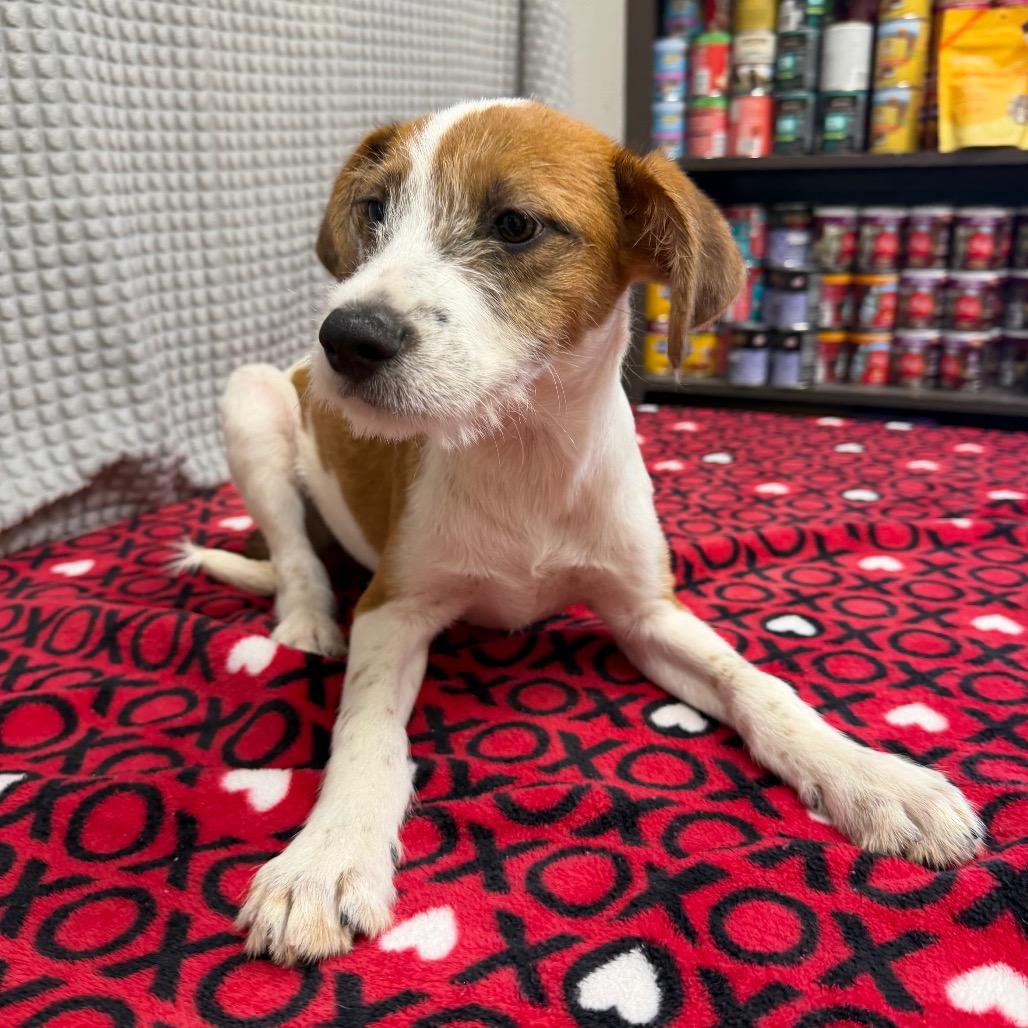 Lex, a Adoptable mixed breed in Bryan, TX image 5/5