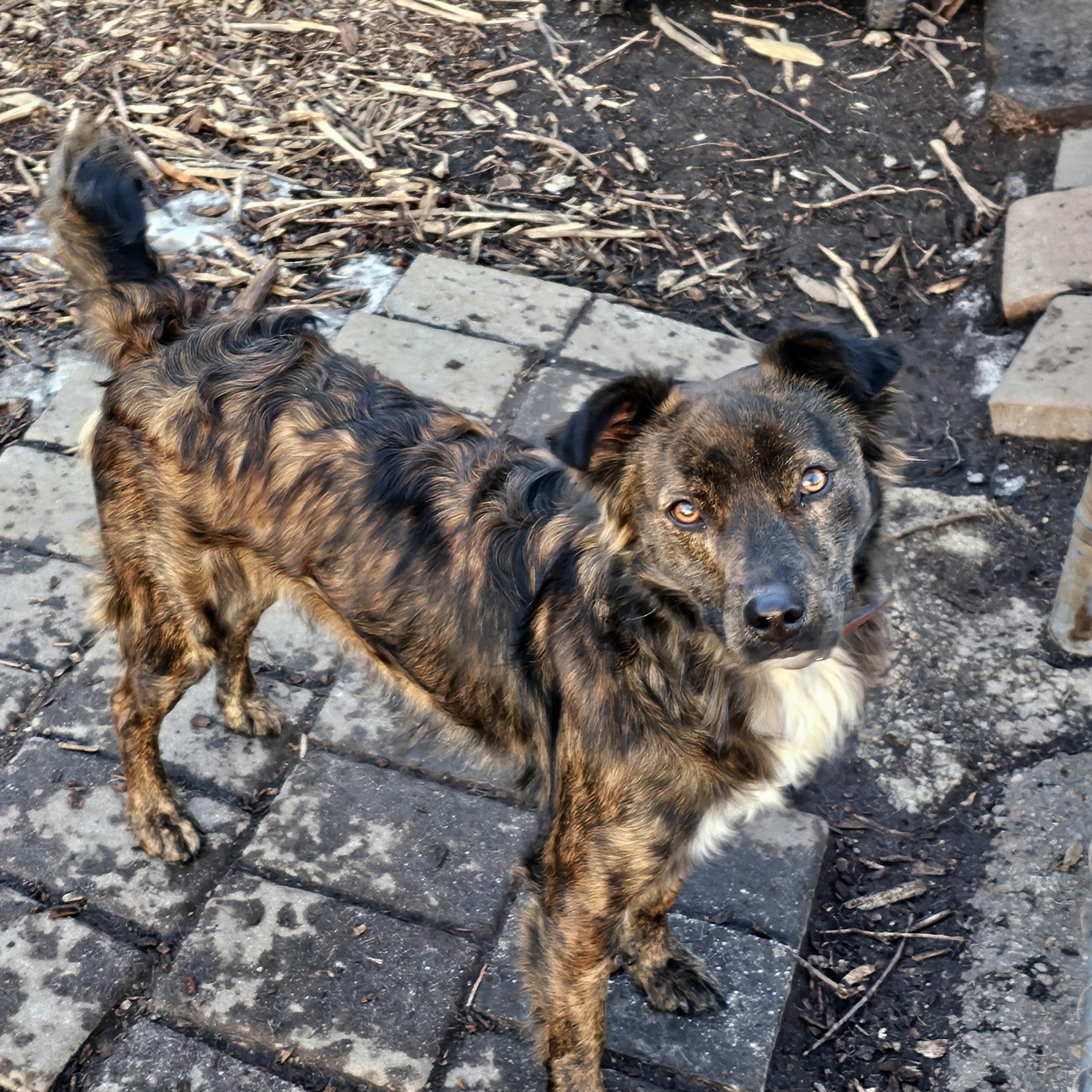 Bruce, ADOPTABLE, Young Male Curly-Coated Retriever.
