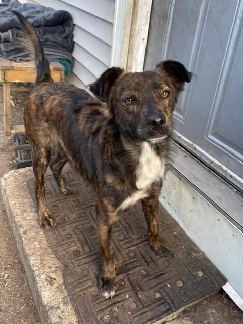 Bruce, a ADOPTABLE Curly-Coated Retriever in Ringwood, NJ image 4/6