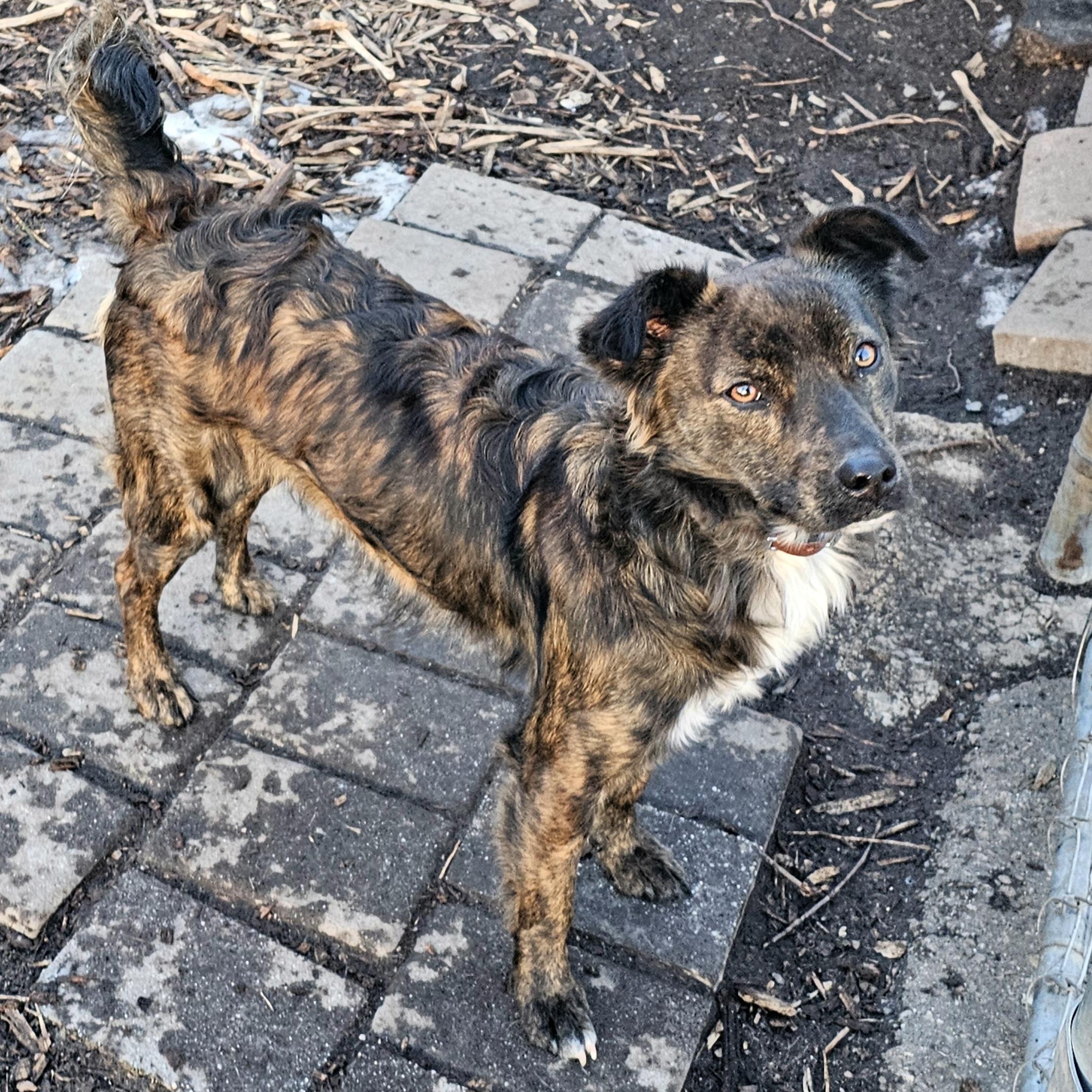 Bruce, a ADOPTABLE Curly-Coated Retriever in Ringwood, NJ image 5/6