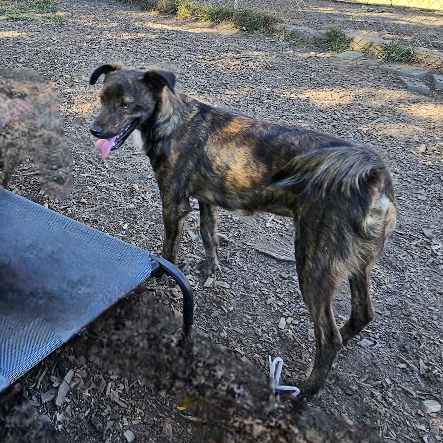 Bruce, a ADOPTABLE Curly-Coated Retriever in Ringwood, NJ image 6/6