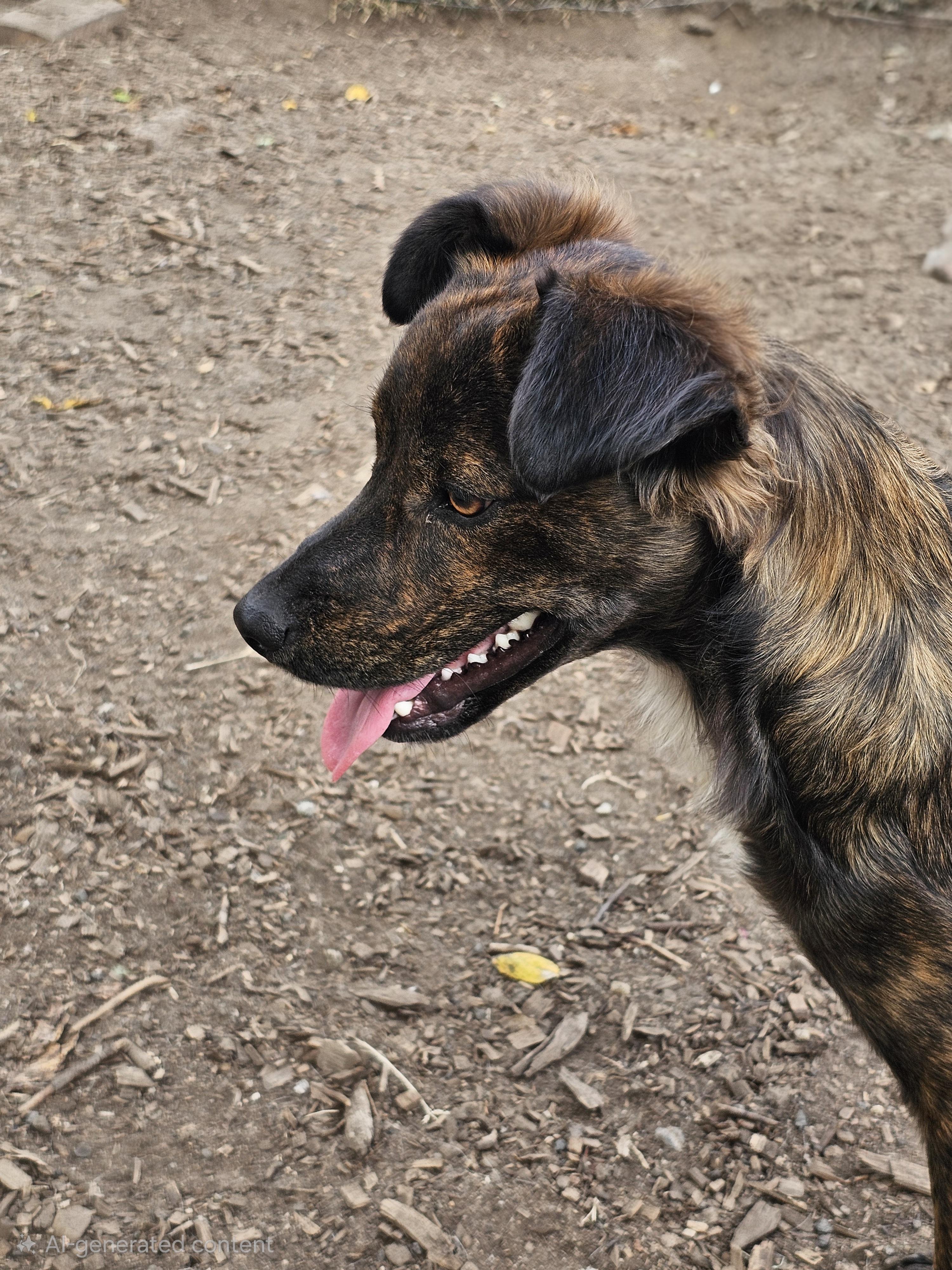 Bruce, a ADOPTABLE Curly-Coated Retriever in Ringwood, NJ image 3/6
