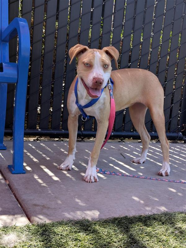 Enlarge Shrug, a Adopted Pit Bull Terrier in Elk Grove, CA image 1/2